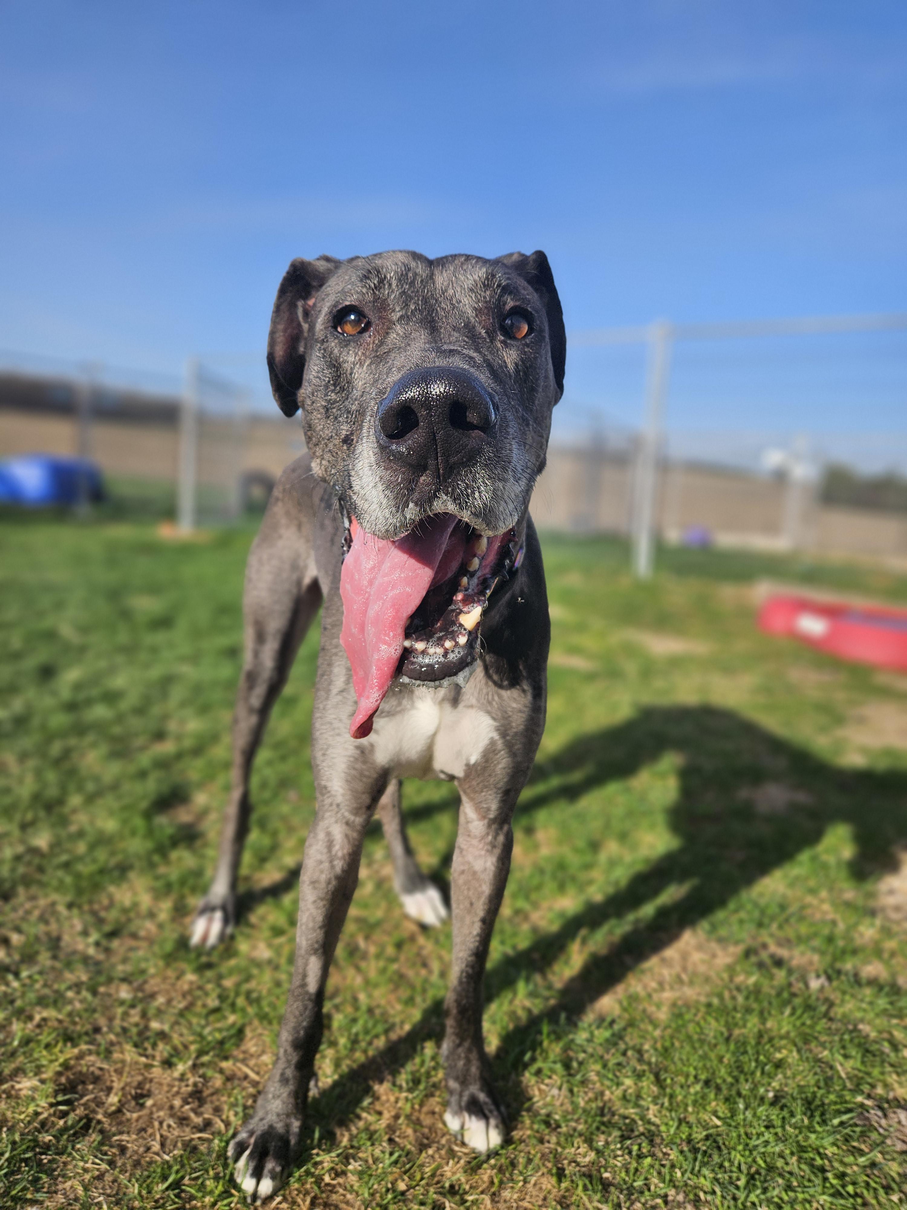 Prim, Adopted, Adult Female Great Dane.