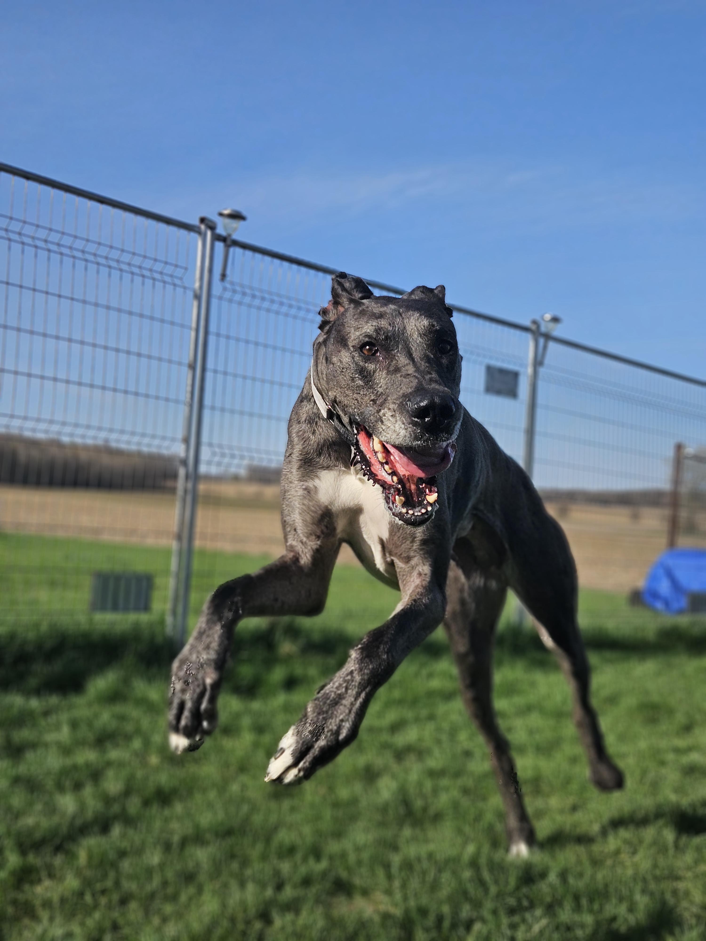 Prim, a Adopted Great Dane in London, ON image 4/6