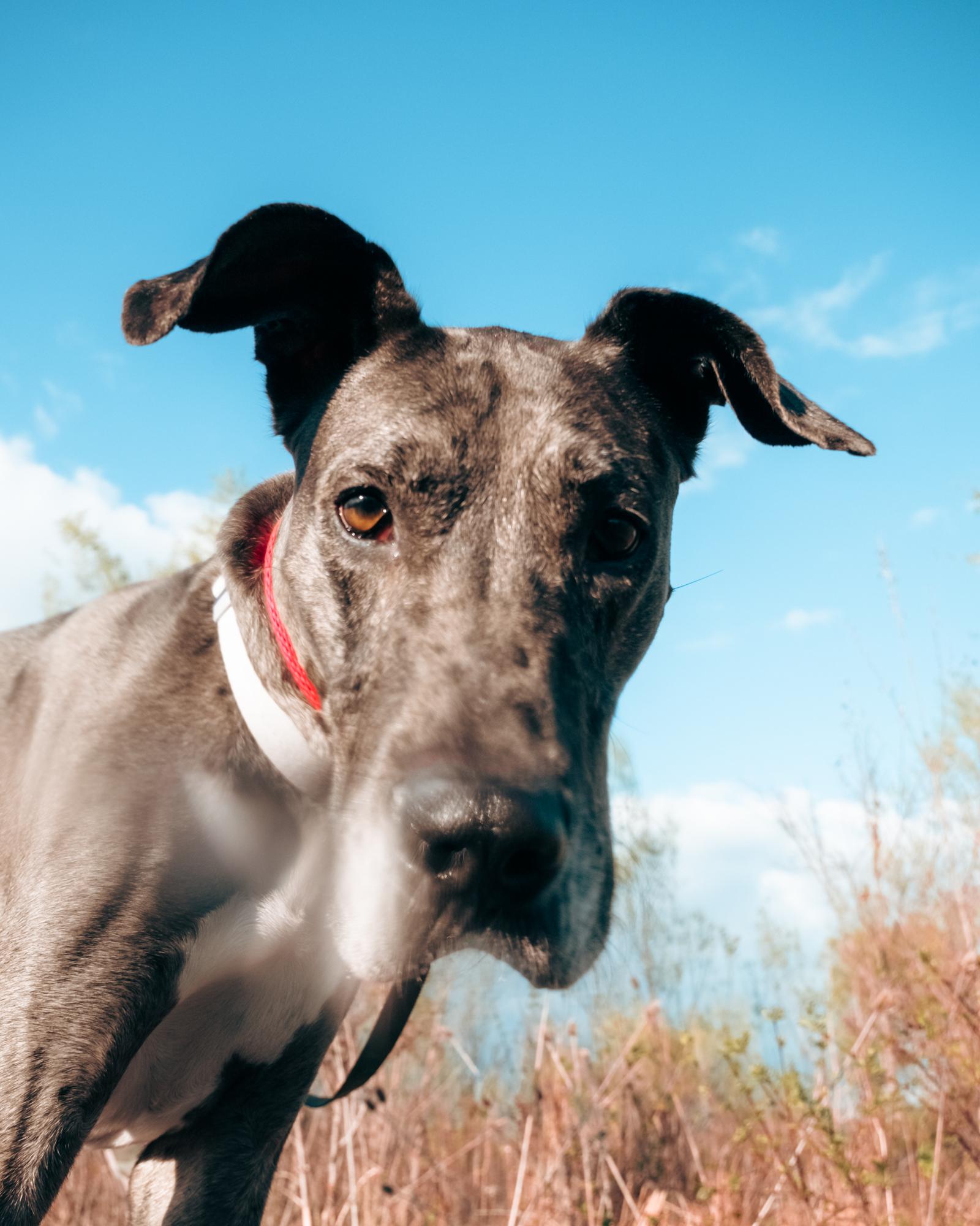 Prim, a Adopted Great Dane in London, ON image 5/6