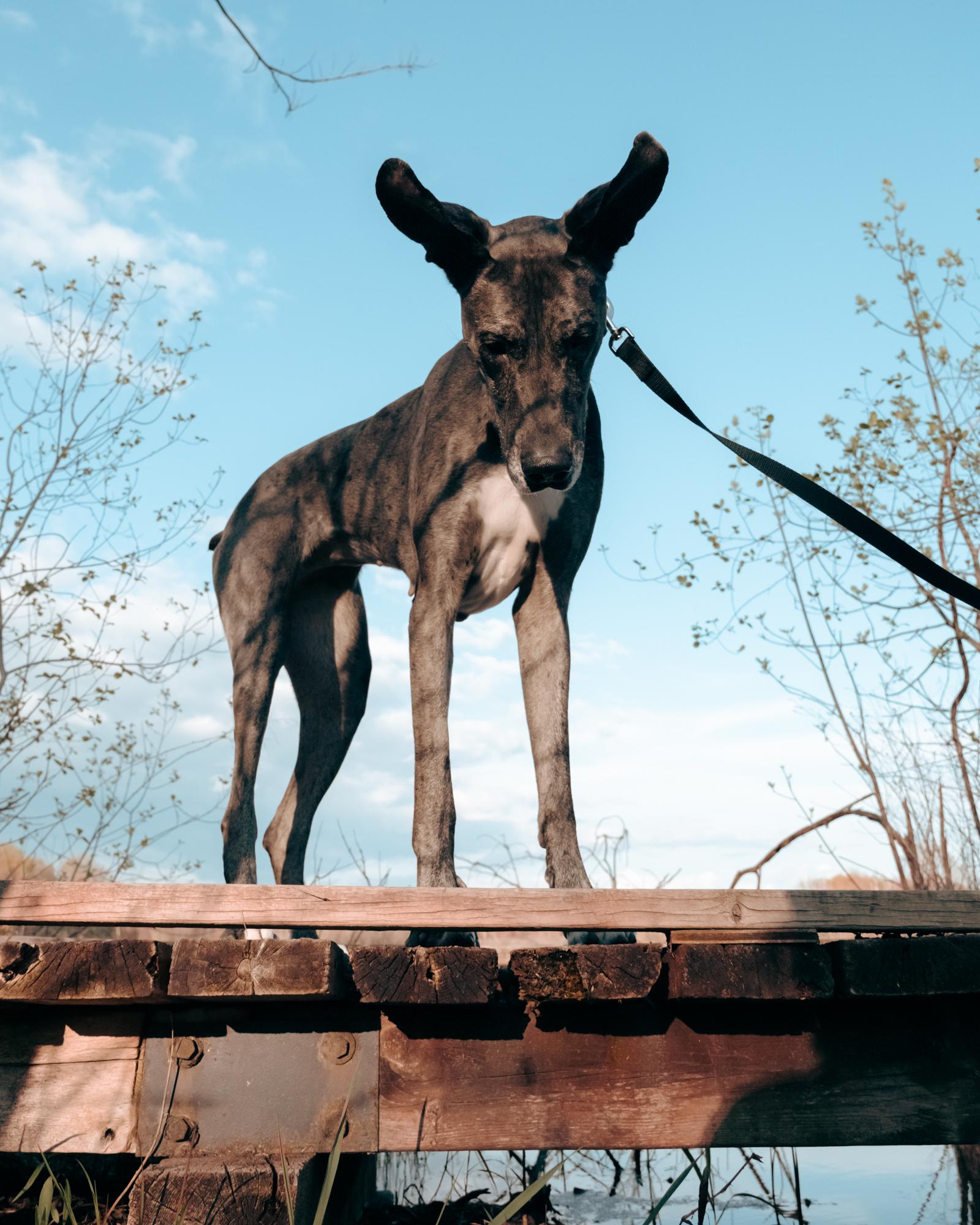 Prim, a Adopted Great Dane in London, ON image 6/6
