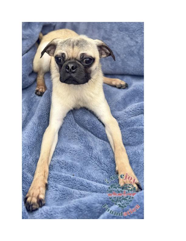Meet the Fantasy Four COH  a charming group of 1 and a half year old male Pugs 