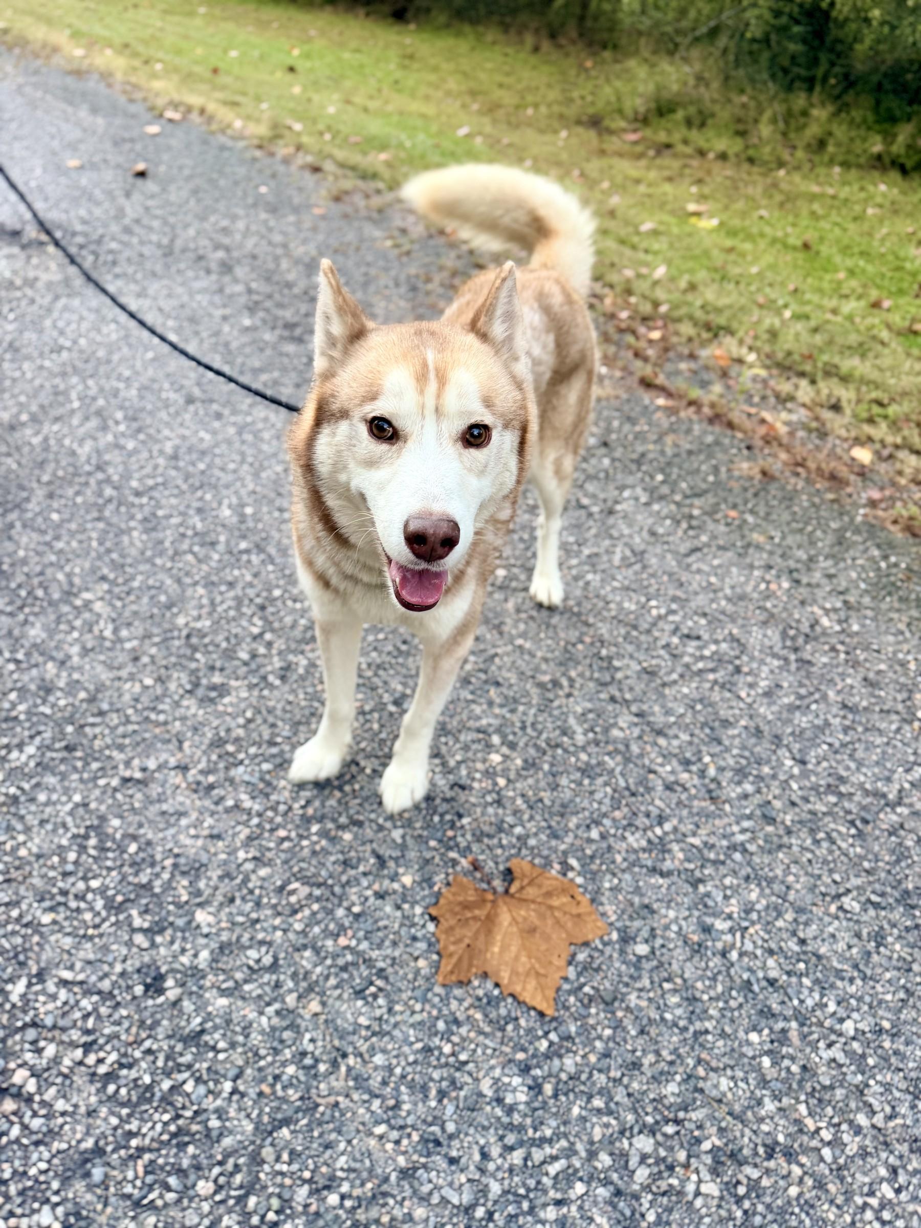 Enlarge Koda, a Adoptable Siberian Husky in Petersburg, VA image 3/6