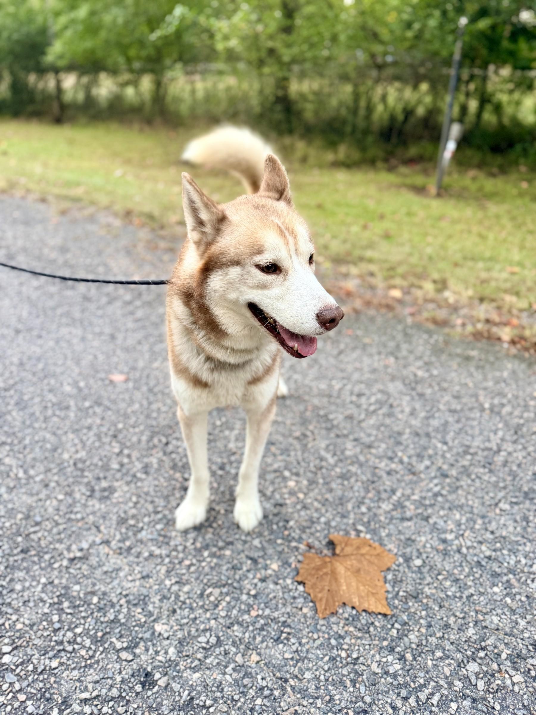 Enlarge Koda, a Adoptable Siberian Husky in Petersburg, VA image 6/6