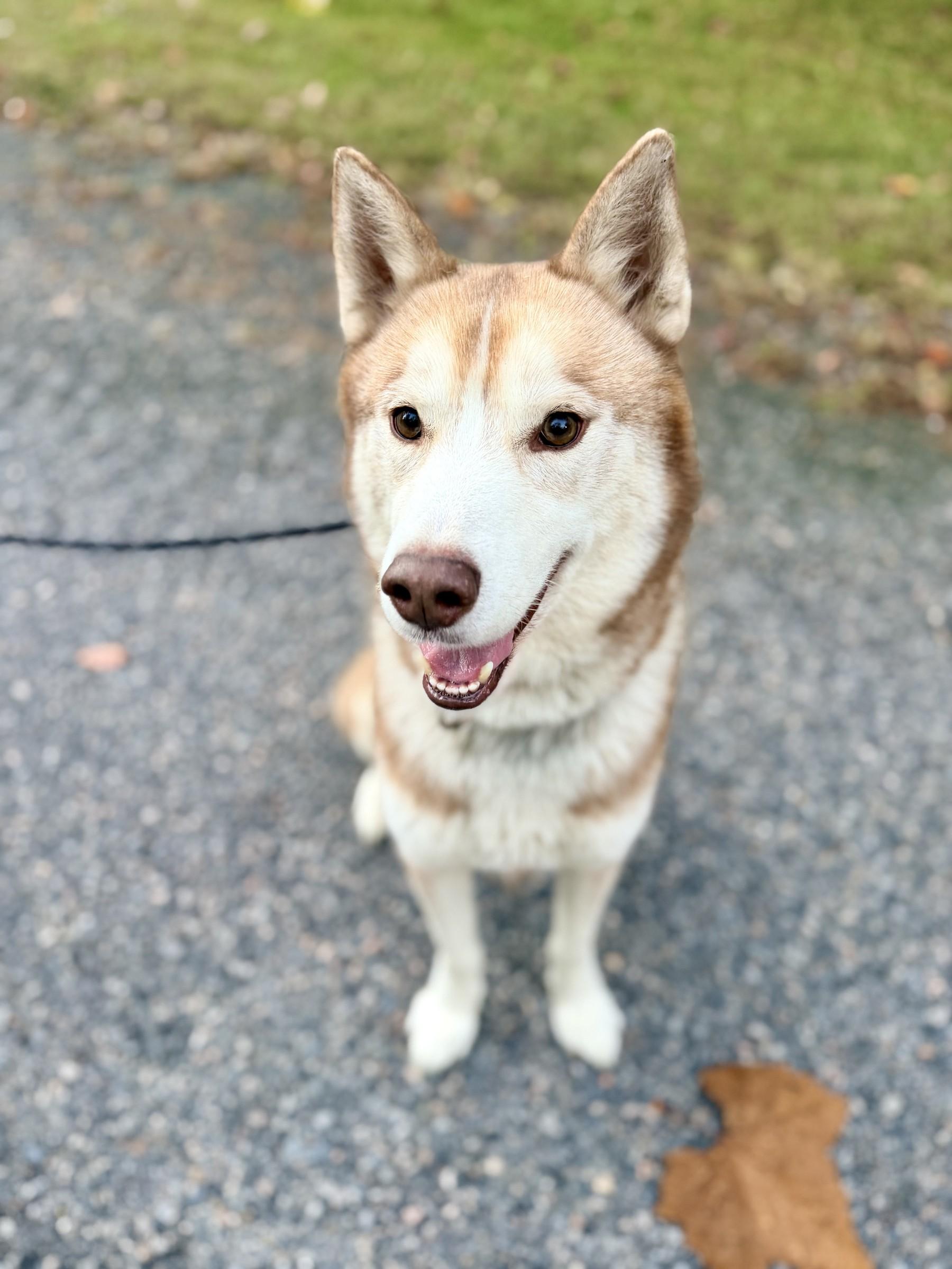 Koda, Adoptable, Adult Male Siberian Husky.