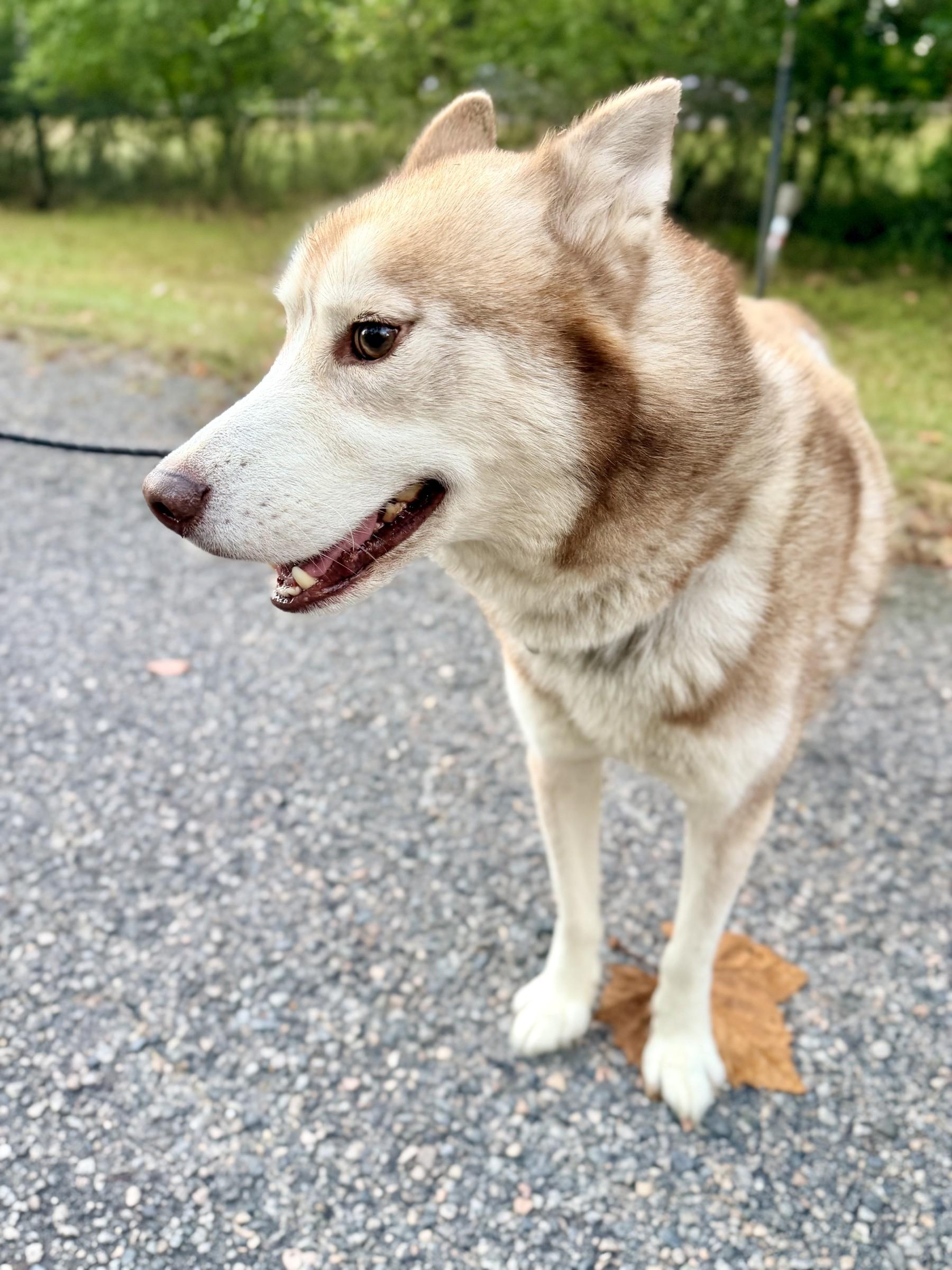 Enlarge Koda, a Adoptable Siberian Husky in Petersburg, VA image 5/6