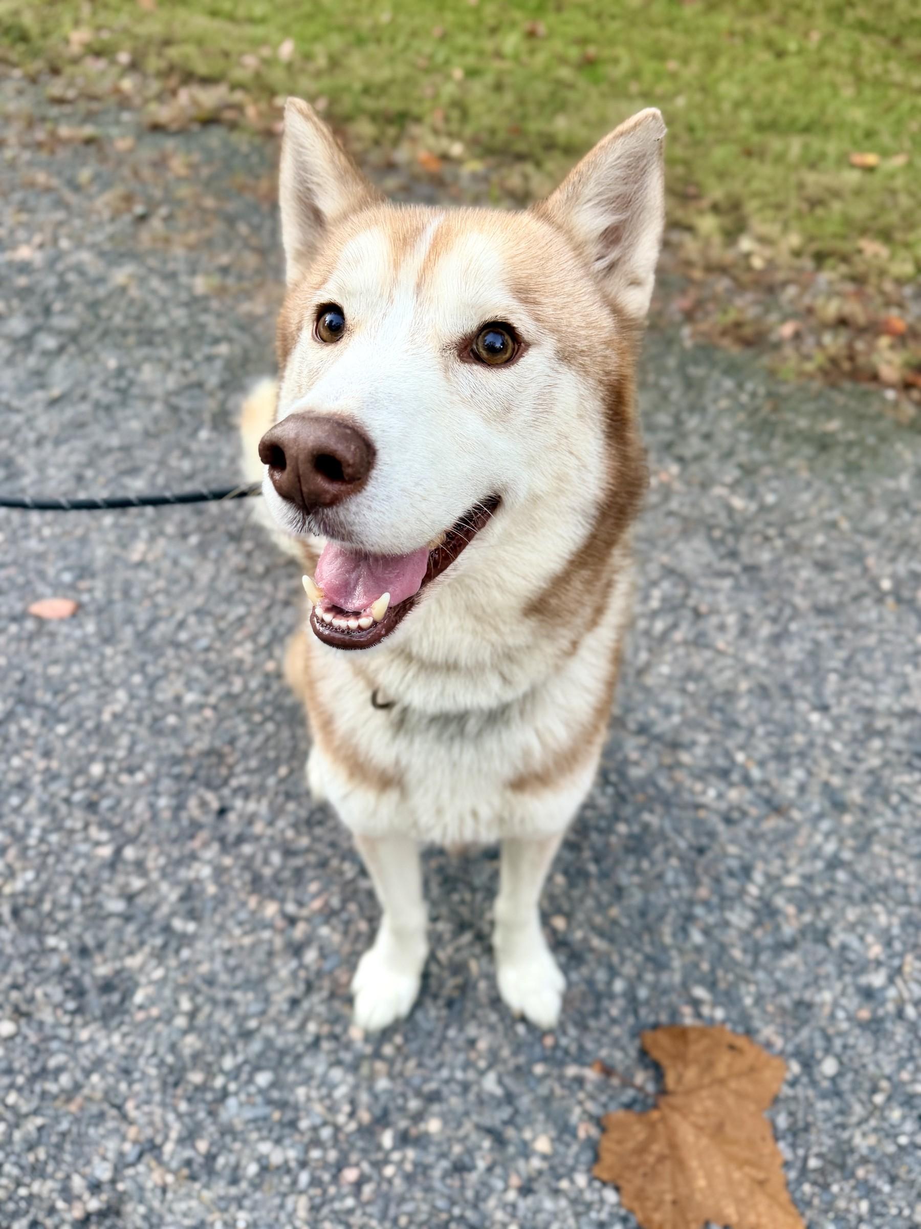Enlarge Koda, a Adoptable Siberian Husky in Petersburg, VA image 2/6