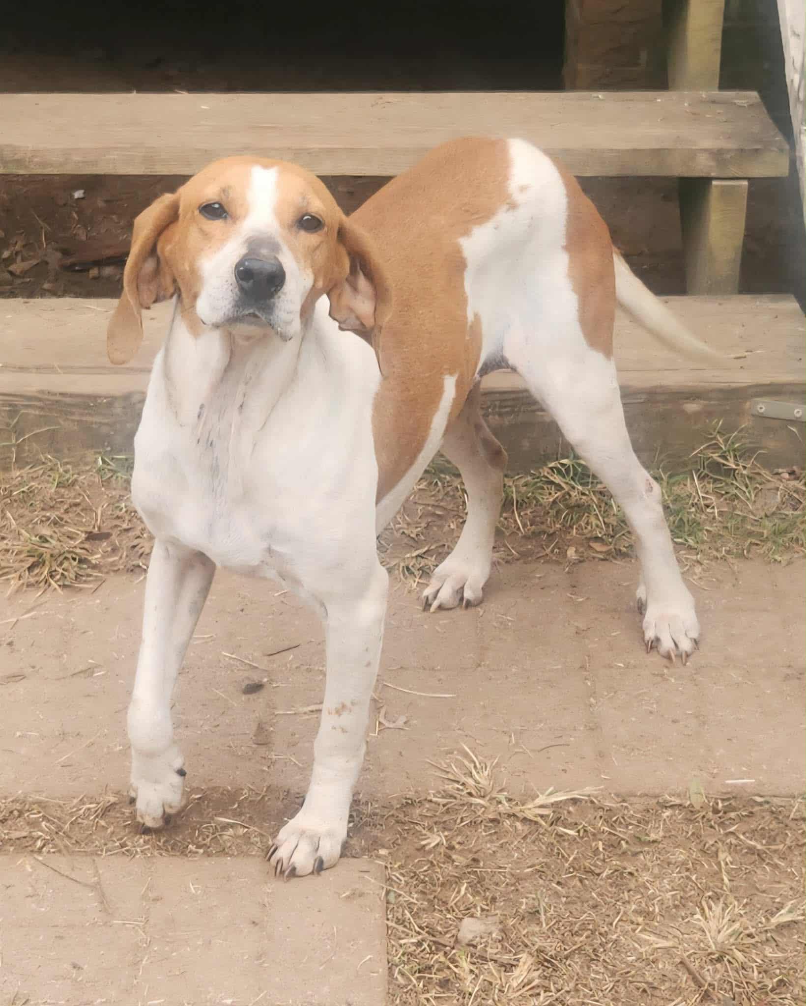 Julia Fox, Adoptable, Adult Female Hound.