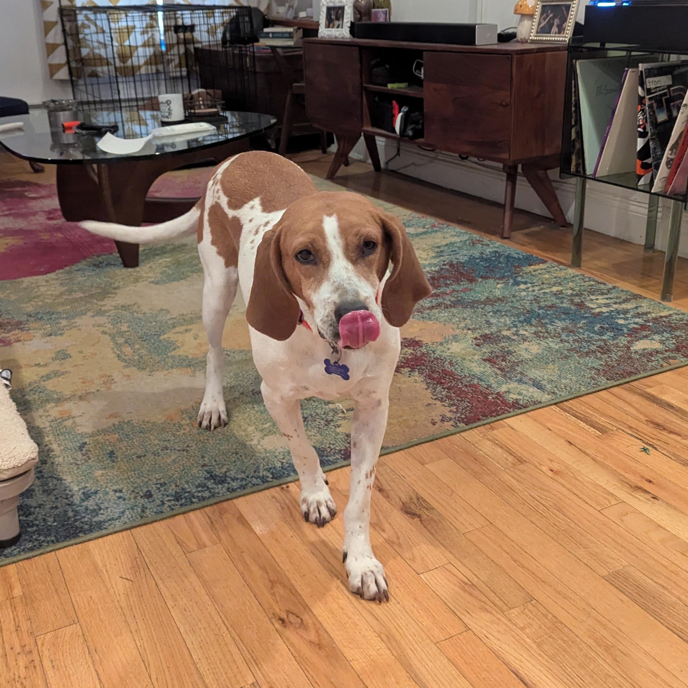 Enlarge Julia Fox, an adopted Hound in Brooklyn, NY image 1/4