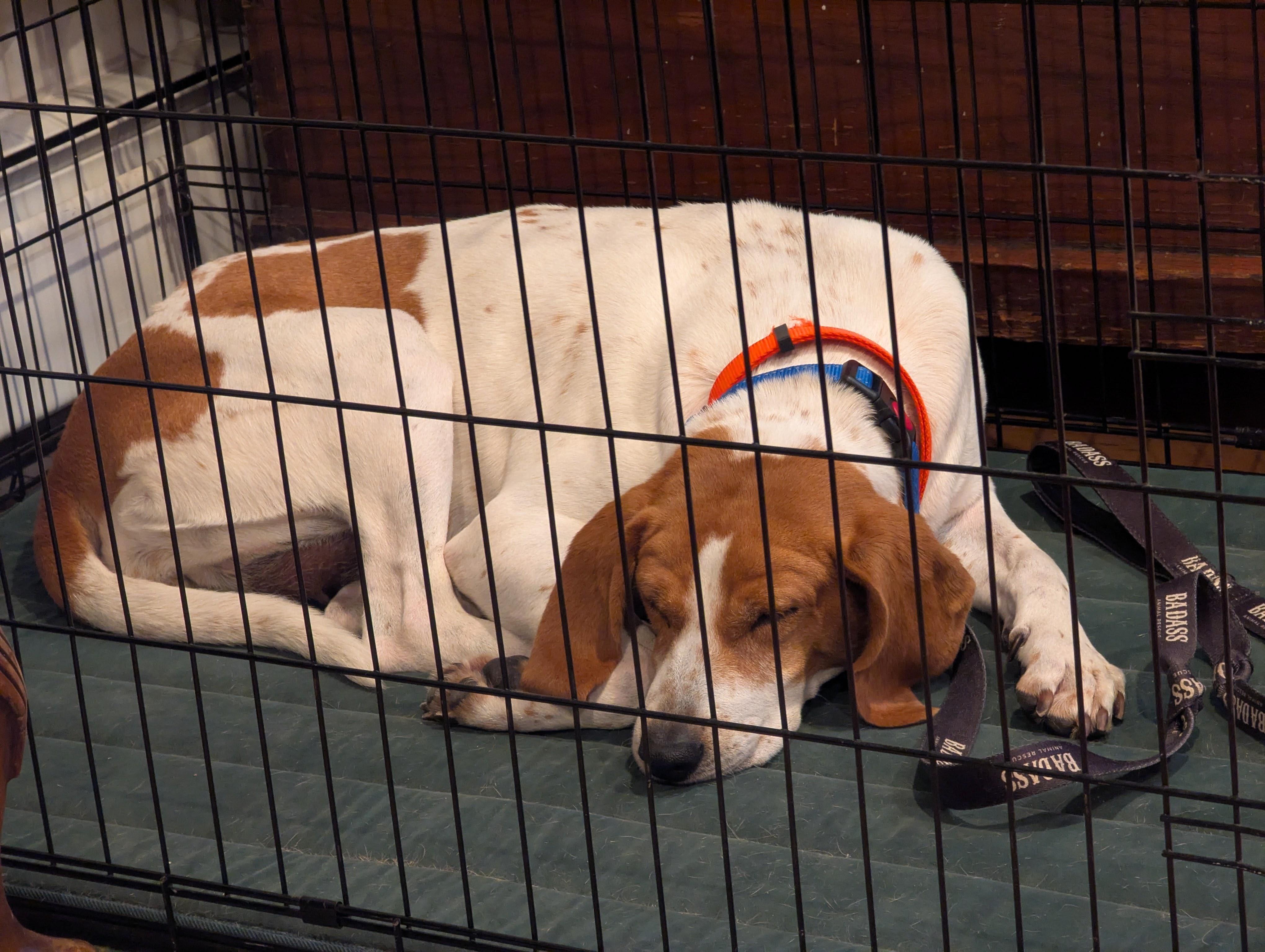 Enlarge Julia Fox, an adopted Hound in Brooklyn, NY image 3/4