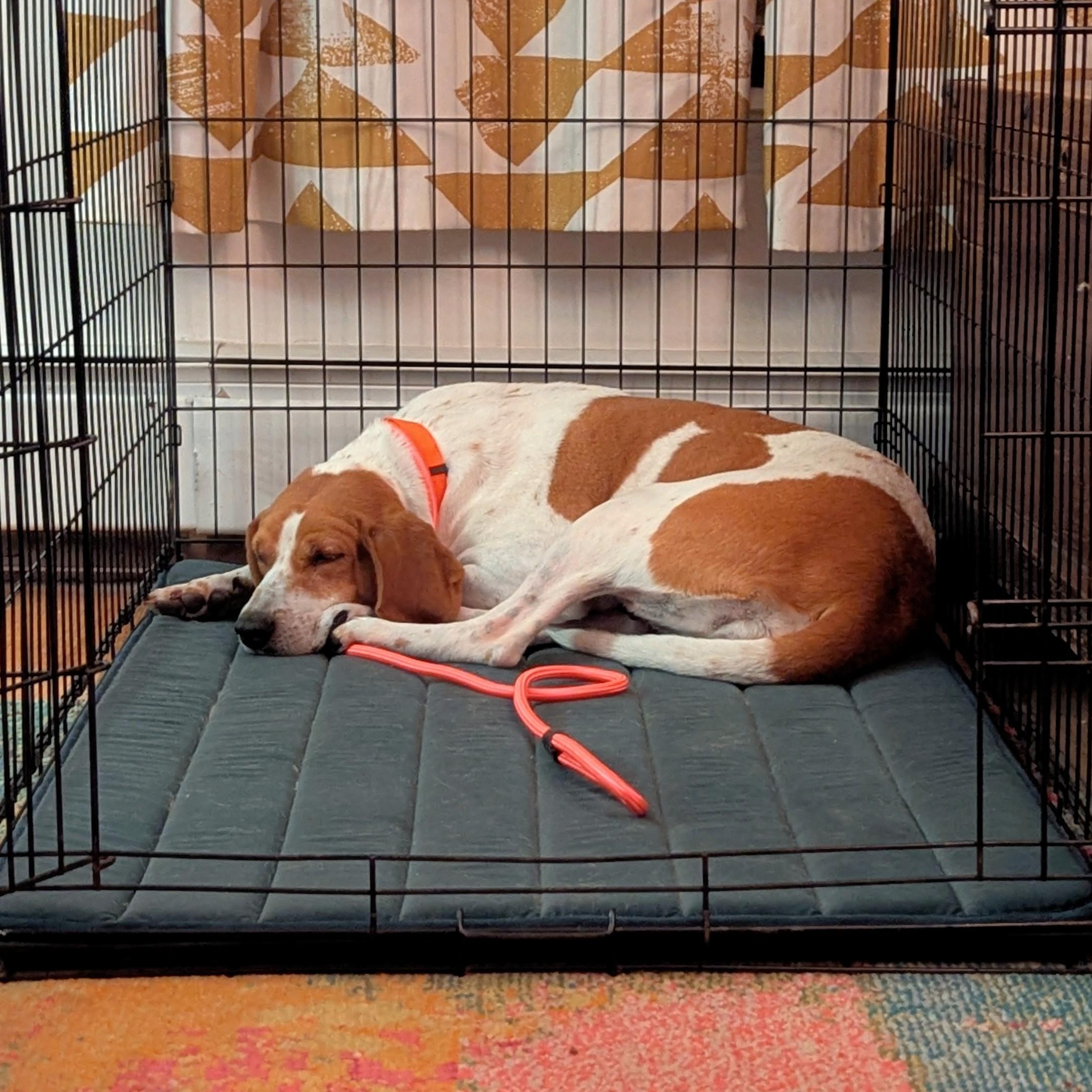Enlarge Julia Fox, an adopted Hound in Brooklyn, NY image 2/4