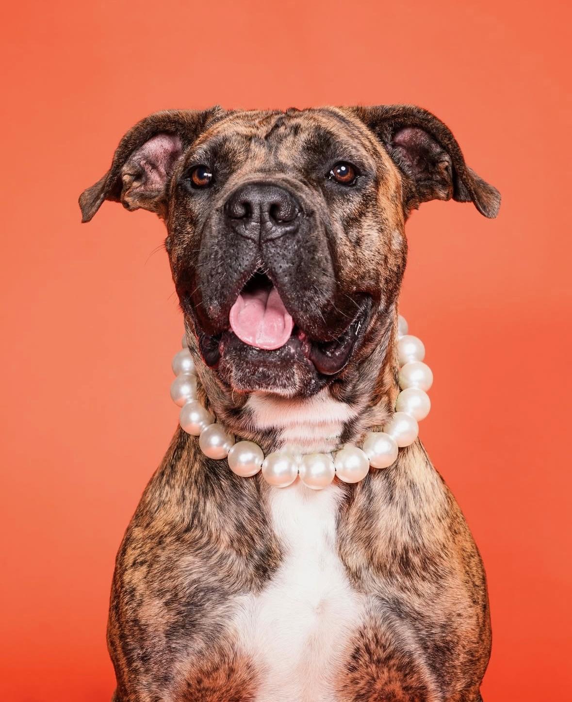 Ginny, Adoptable, Young Female Boxer.