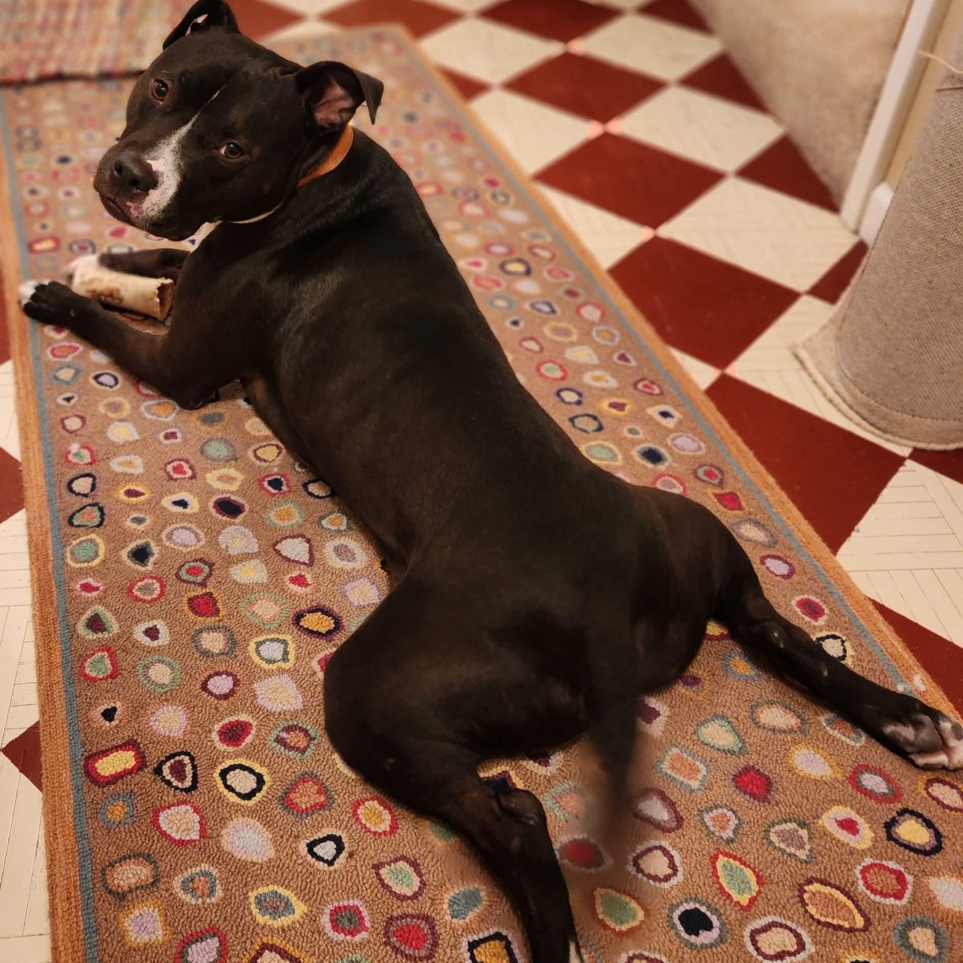 Maverick , a ADOPTABLE Pit Bull Terrier in East Peoria, IL image 6/6