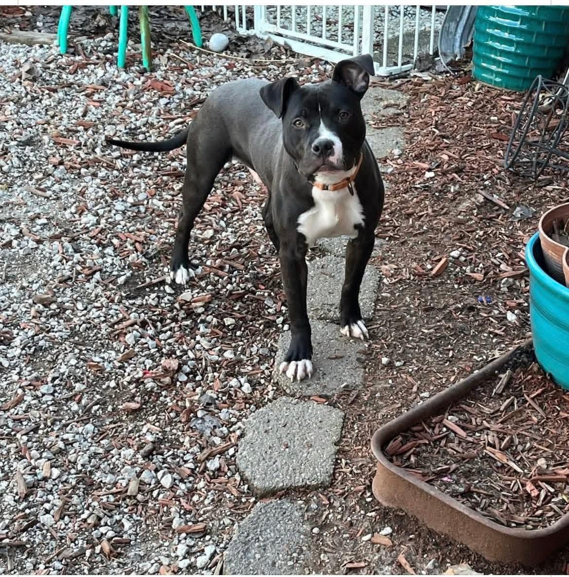 Maverick , a ADOPTABLE Pit Bull Terrier in East Peoria, IL image 1/3