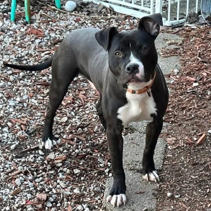 Maverick , a ADOPTABLE Pit Bull Terrier in East Peoria, IL image 2/4