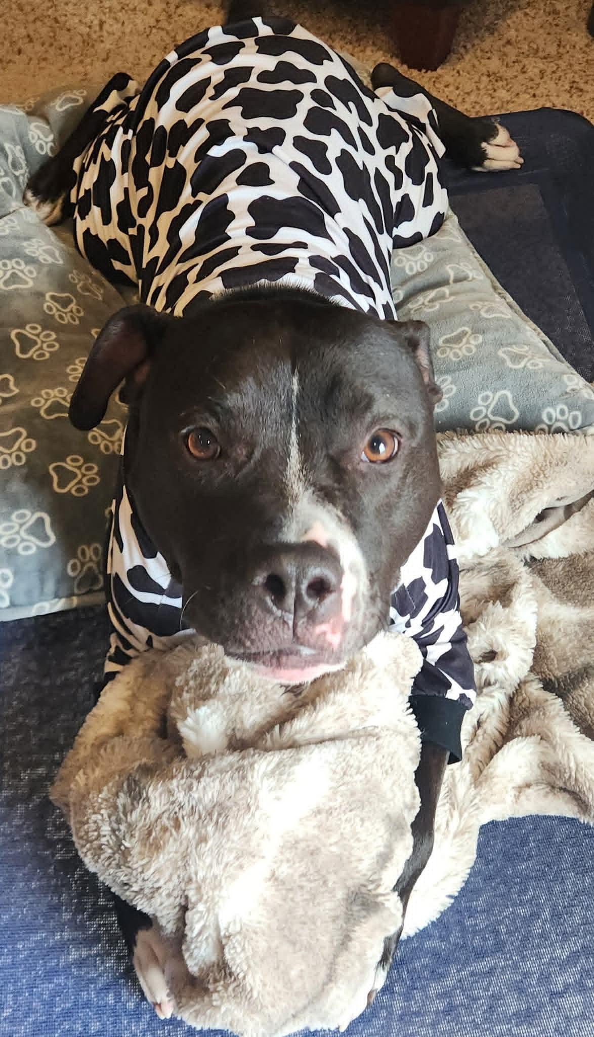 Maverick , a ADOPTABLE Pit Bull Terrier in East Peoria, IL image 2/3