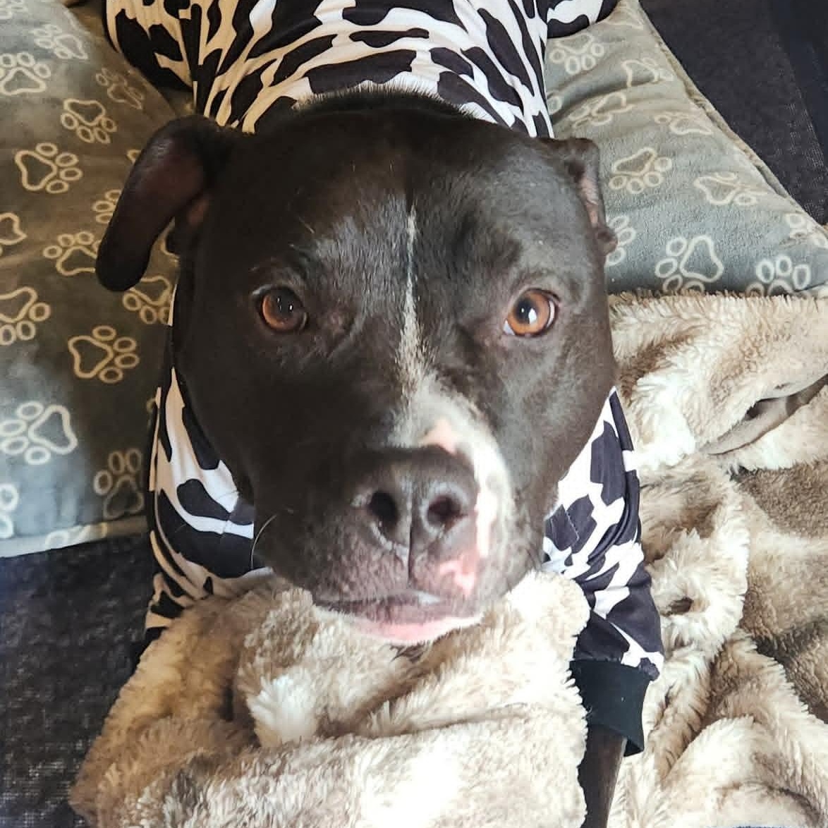 Maverick , a ADOPTABLE Pit Bull Terrier in East Peoria, IL image 3/4