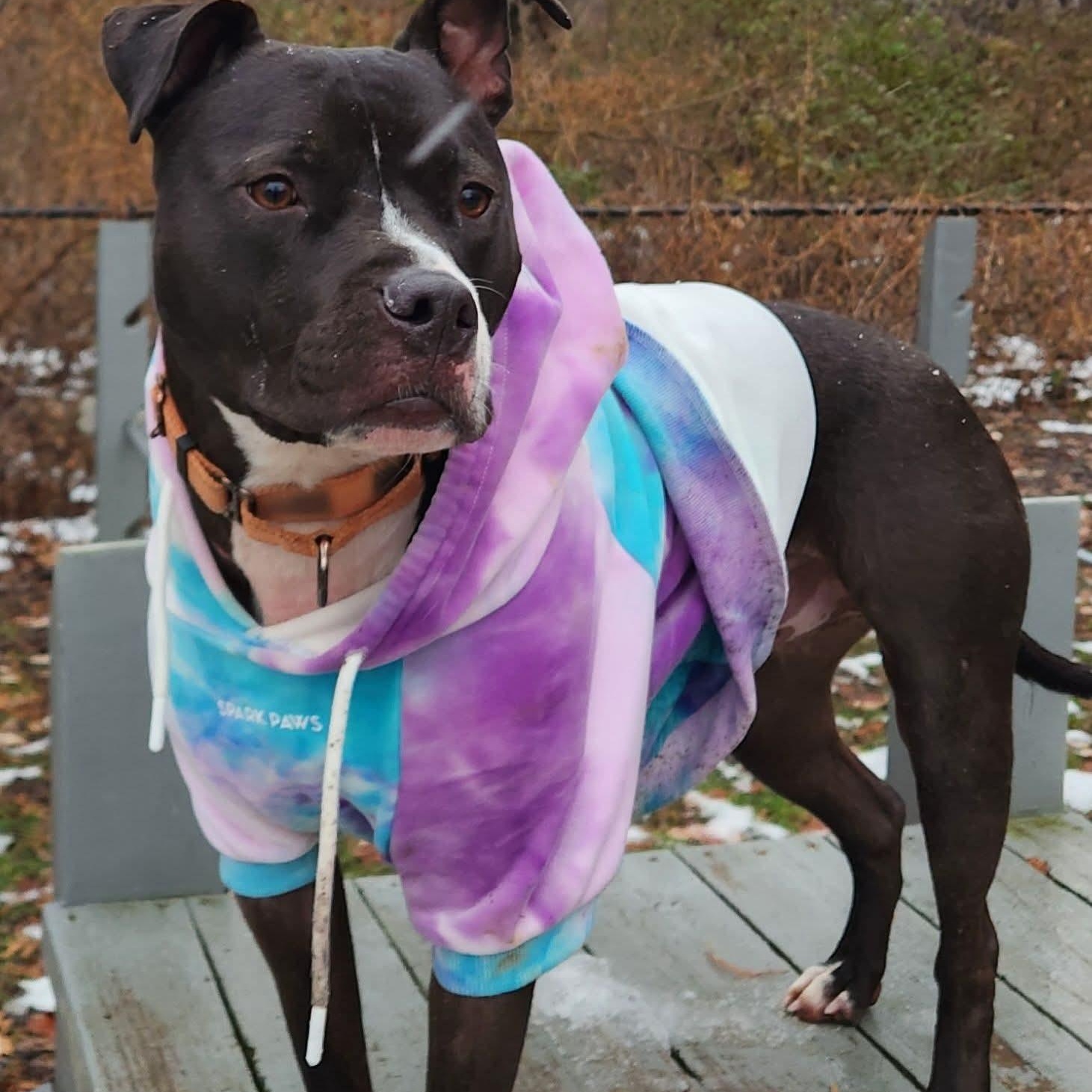 Maverick , a ADOPTABLE Pit Bull Terrier in East Peoria, IL image 4/6