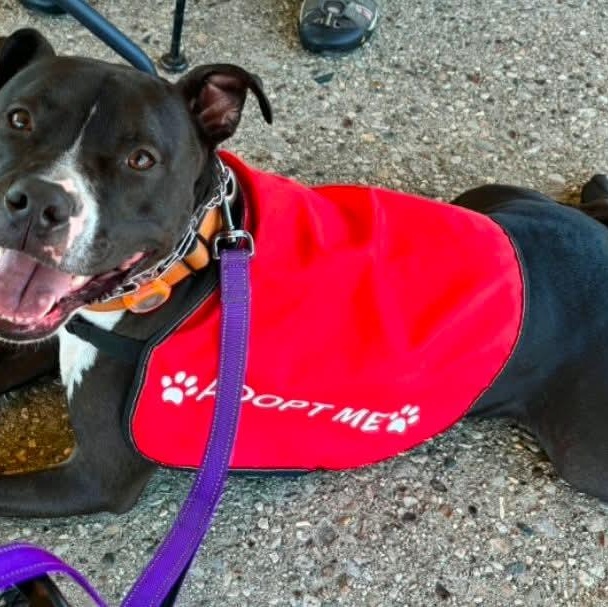 Maverick , a ADOPTABLE Pit Bull Terrier in East Peoria, IL image 5/6