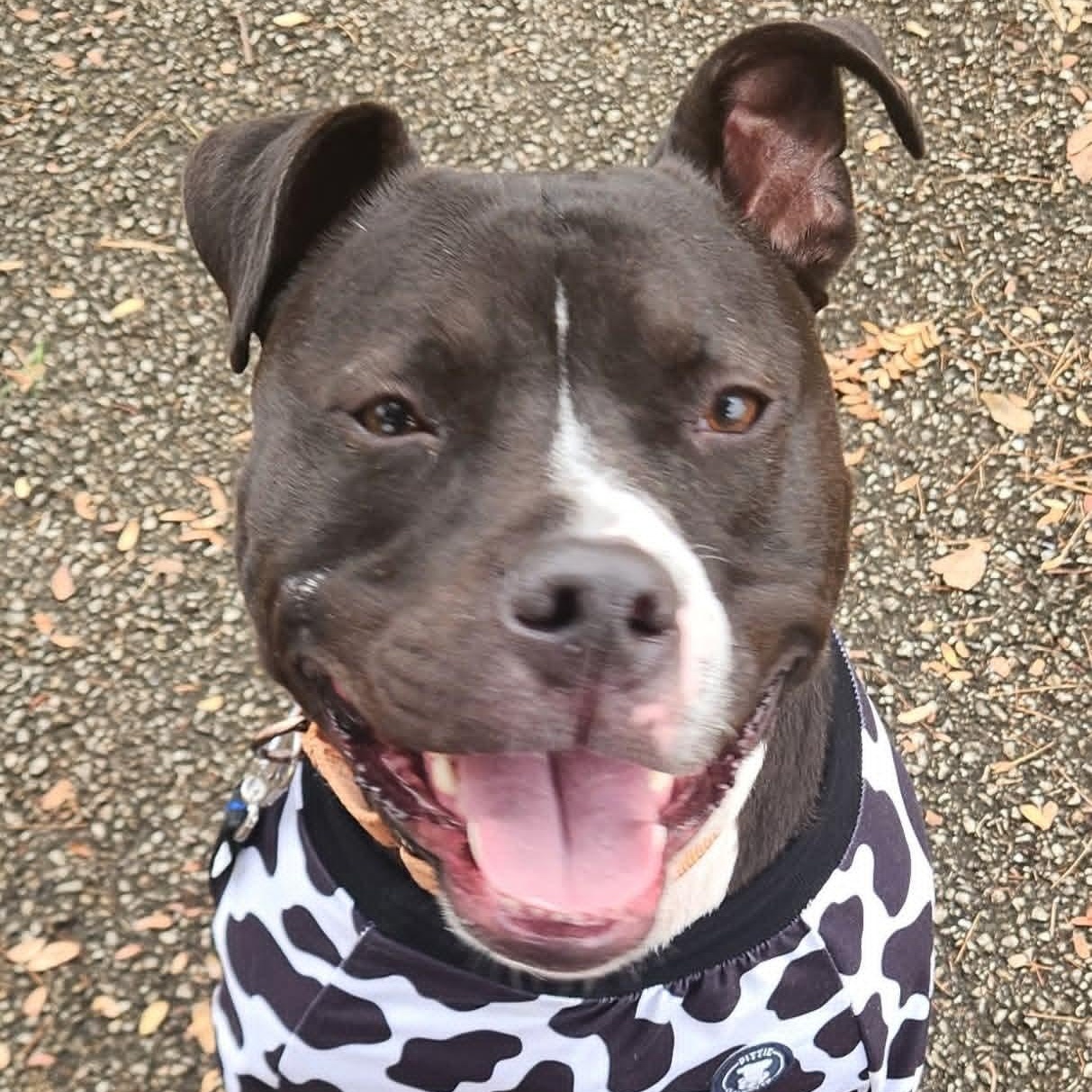 Maverick , a ADOPTABLE Pit Bull Terrier in East Peoria, IL image 4/4