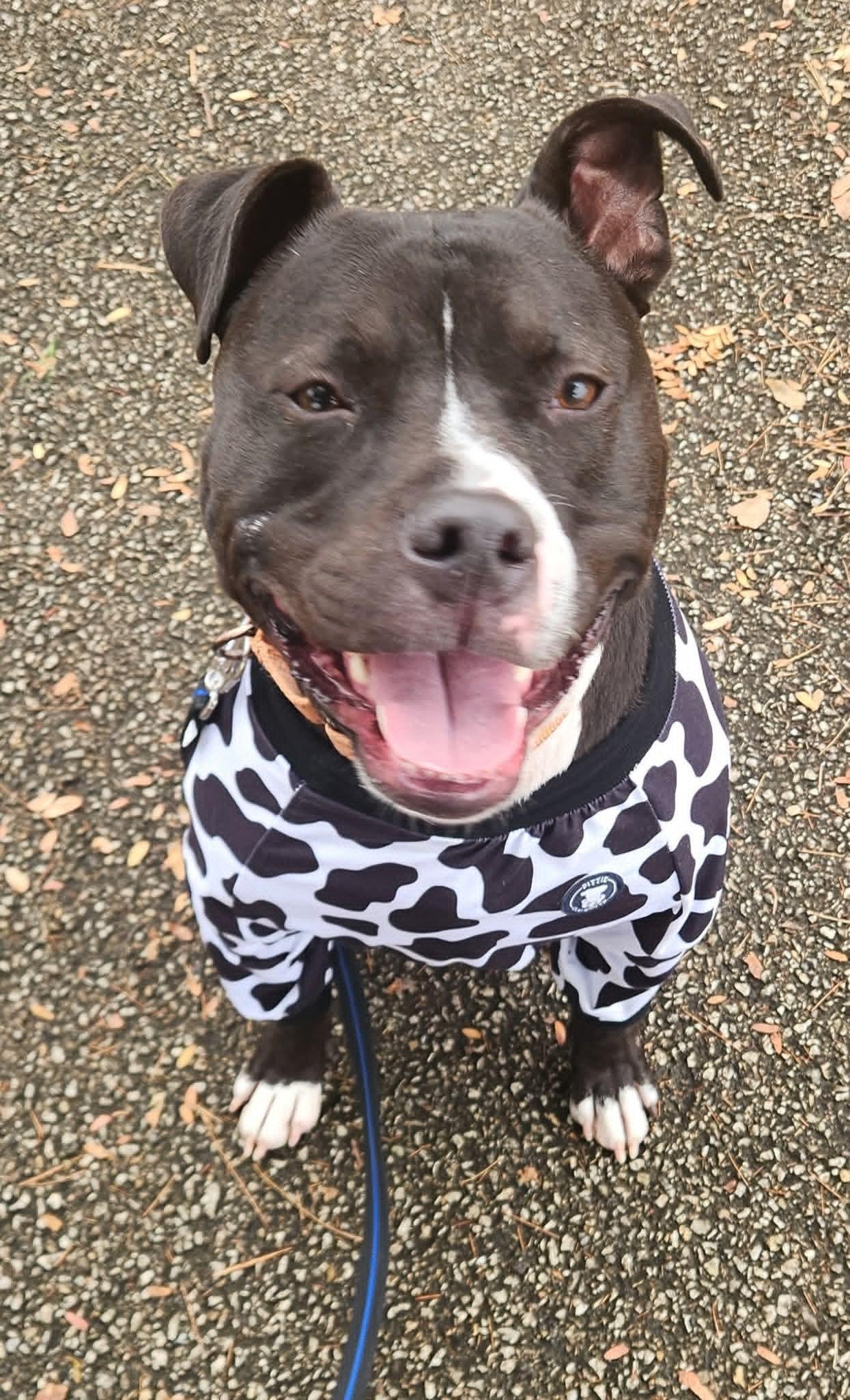 Maverick , a ADOPTABLE Pit Bull Terrier in East Peoria, IL image 3/3
