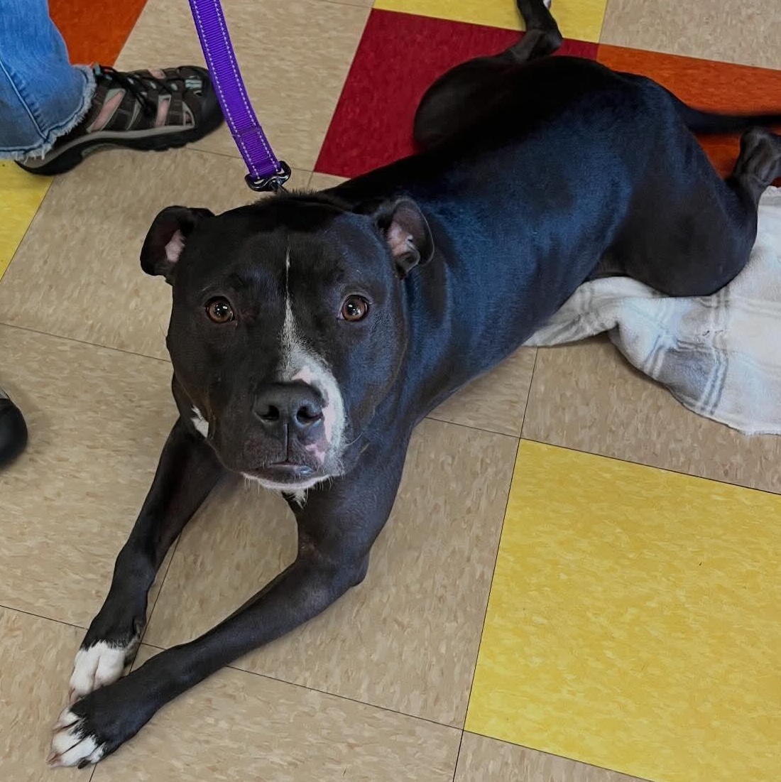 Maverick , ADOPTABLE, Adult Male Pit Bull Terrier.