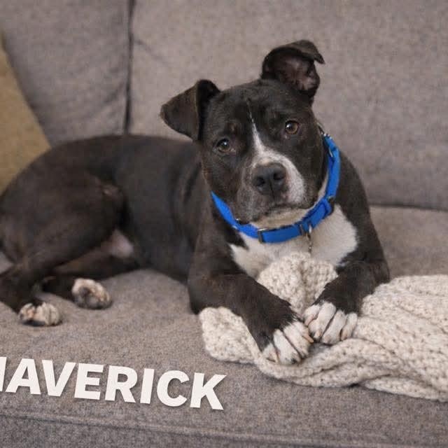Maverick , a ADOPTABLE Pit Bull Terrier in East Peoria, IL image 3/6
