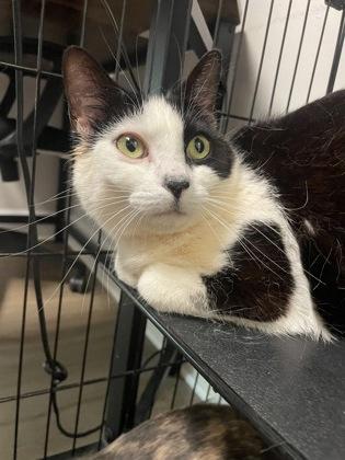 Beasley, Adoptable, Adult Female Domestic Short Hair & Domestic Short Hair.