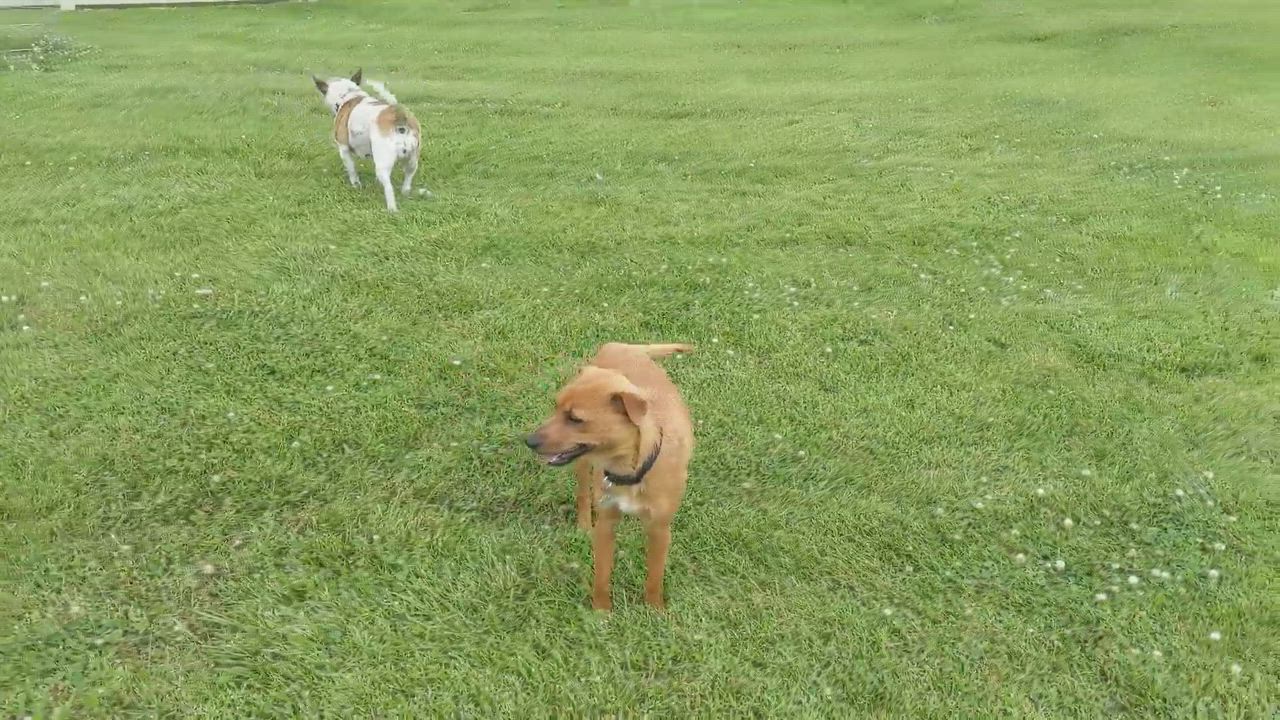 Enlarge SASSAFRASS, a Adopted mixed breed in Lebanon, TN video 4/7