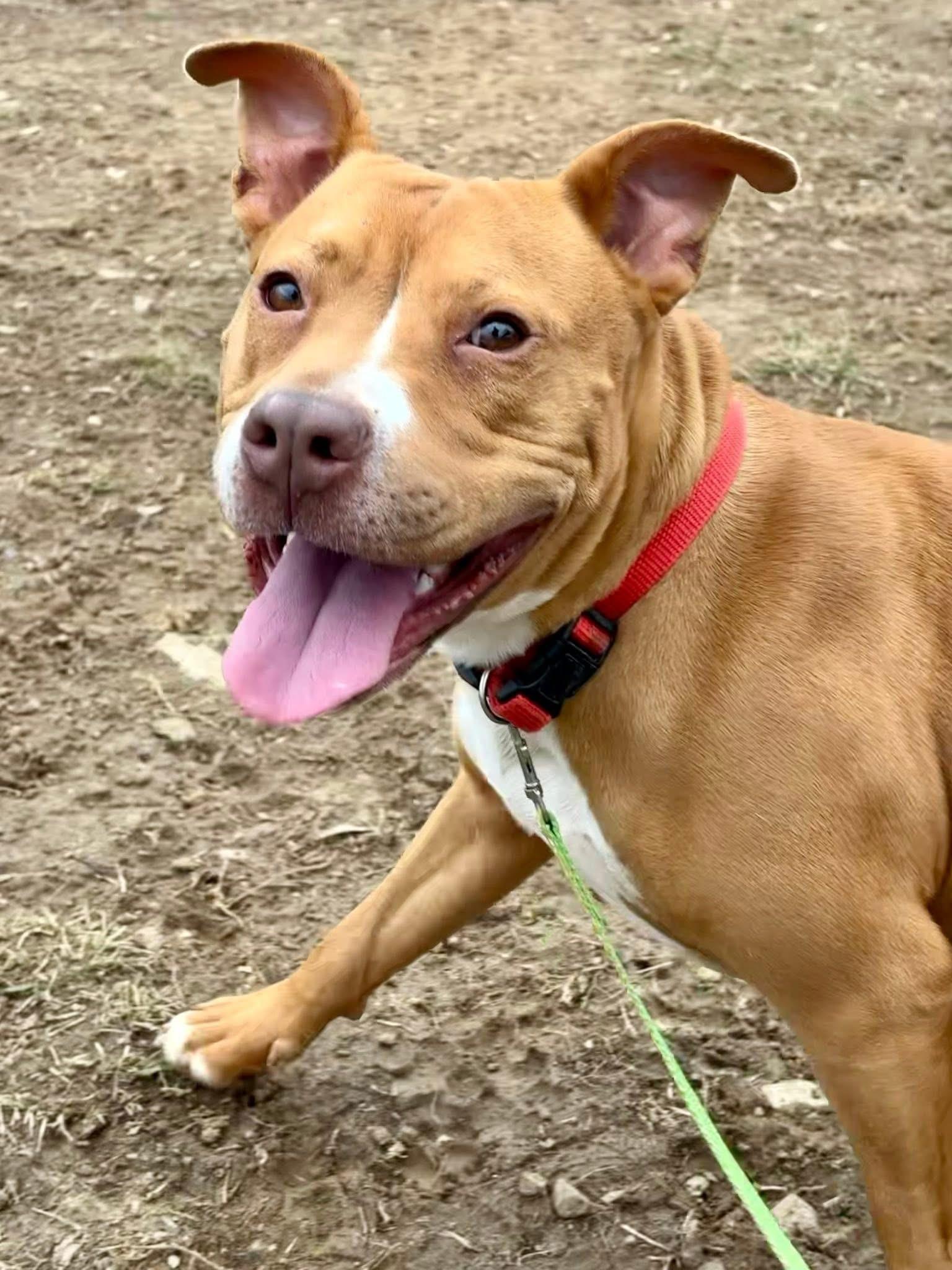 Enlarge Puma (ID 49443/4092), an adopted American Bully in Manassas, VA image 1/3