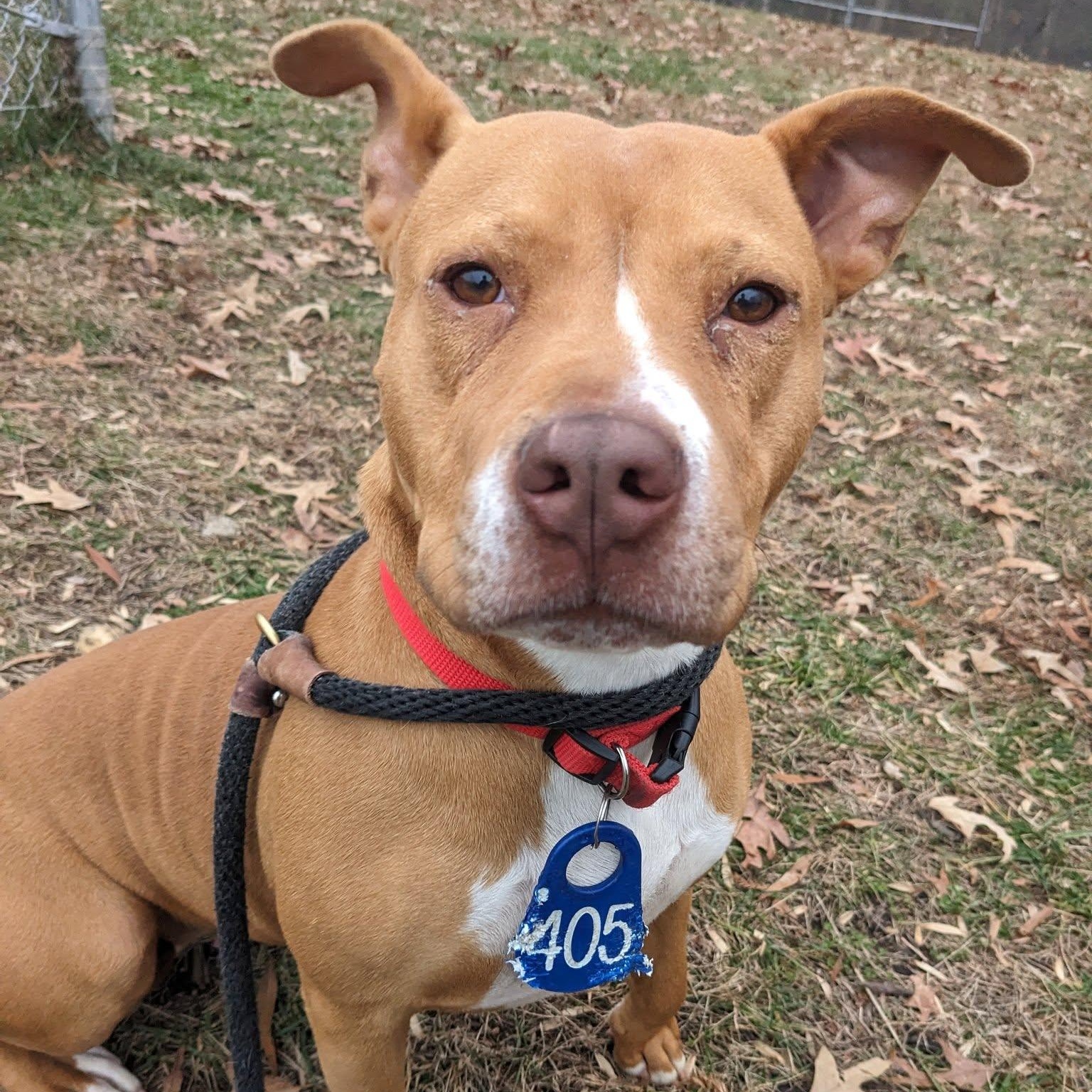 Enlarge Puma (ID 49443/4092), an adopted American Bully in Manassas, VA image 2/3