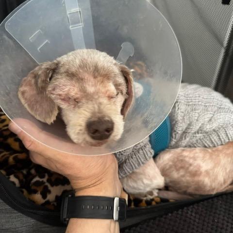 Herman Miller 14420, Adoptable, Senior Male Poodle.