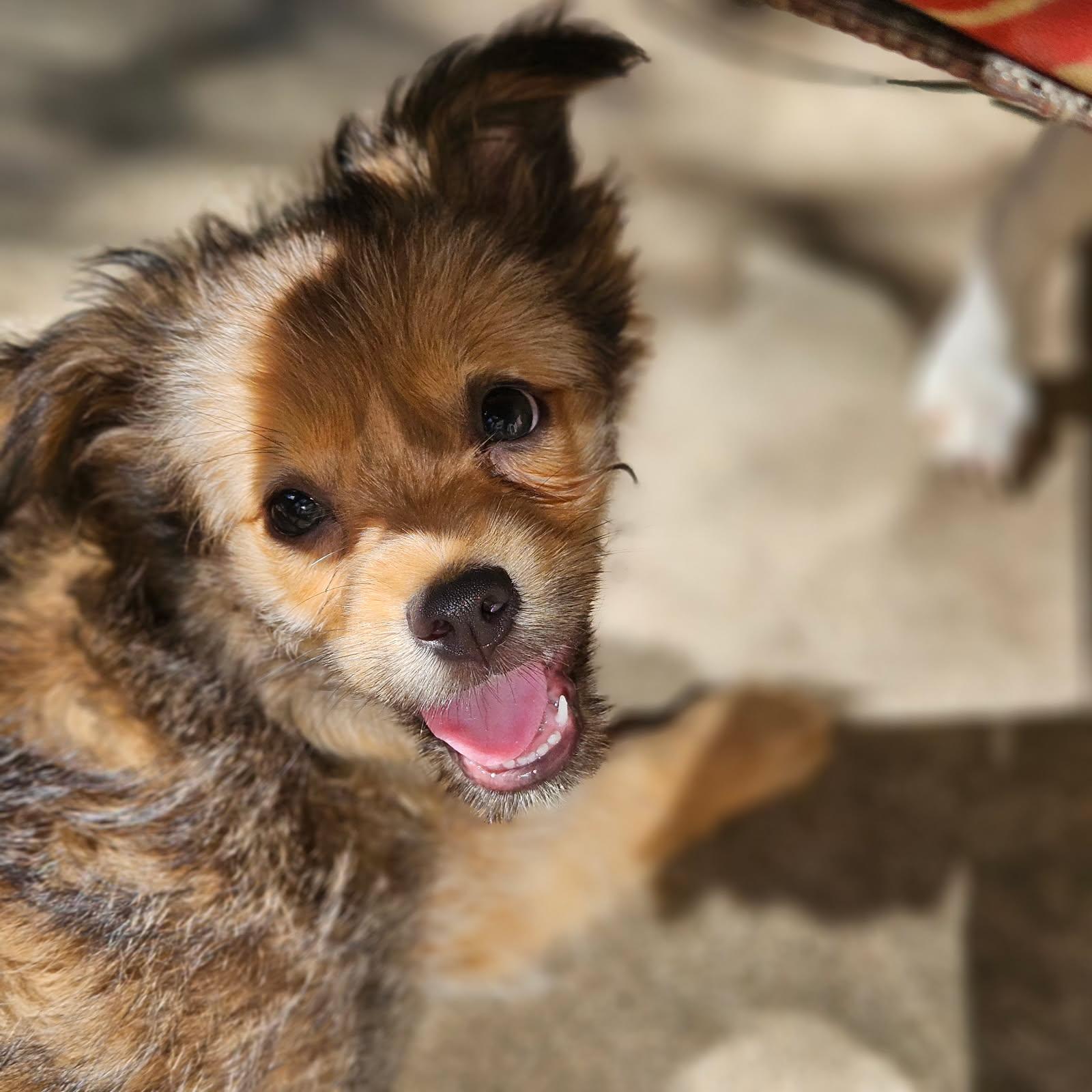 Enlarge Bristle, a Adopted mixed breed in clayton , CA image 5/5