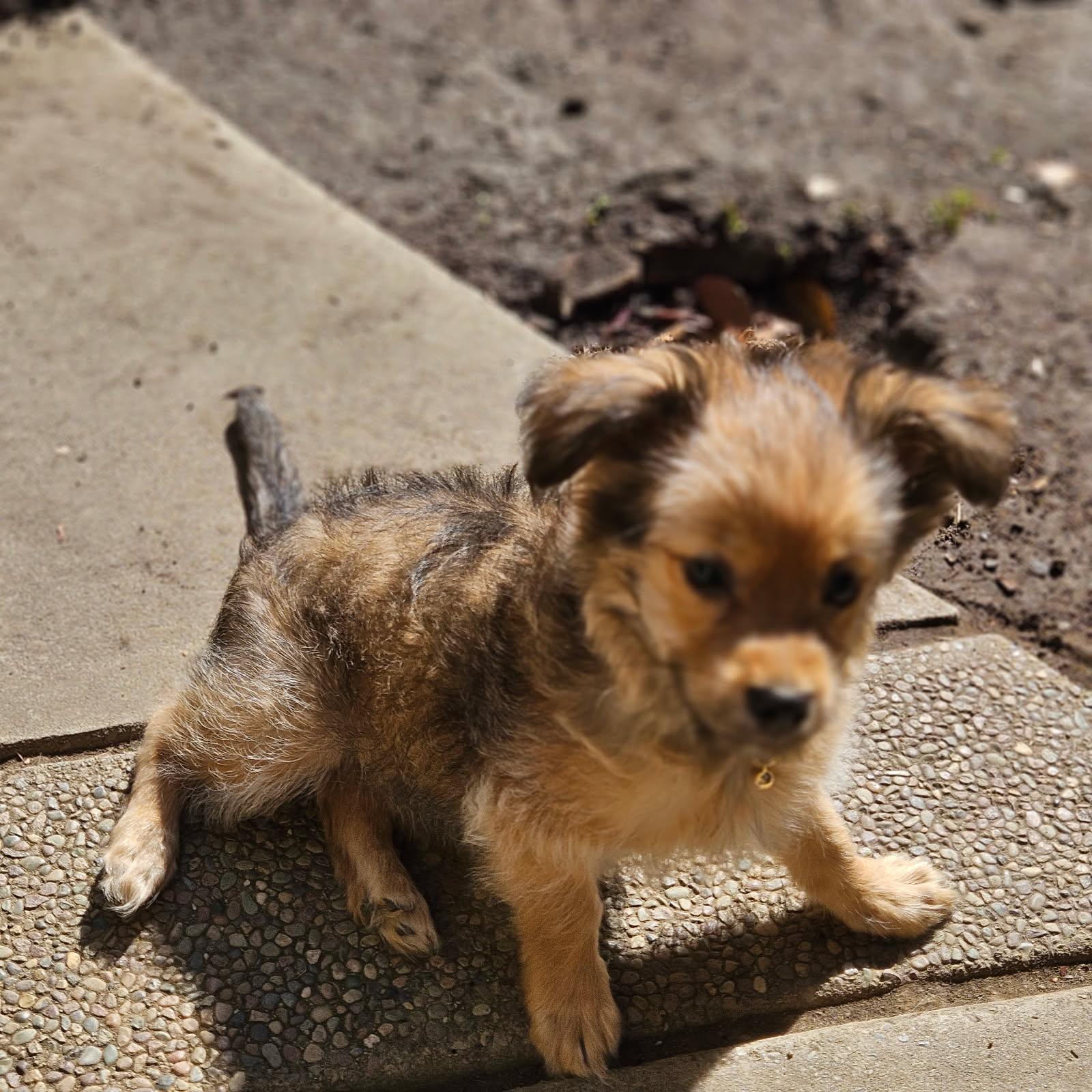 Enlarge Bristle, a Adopted mixed breed in clayton , CA image 2/5