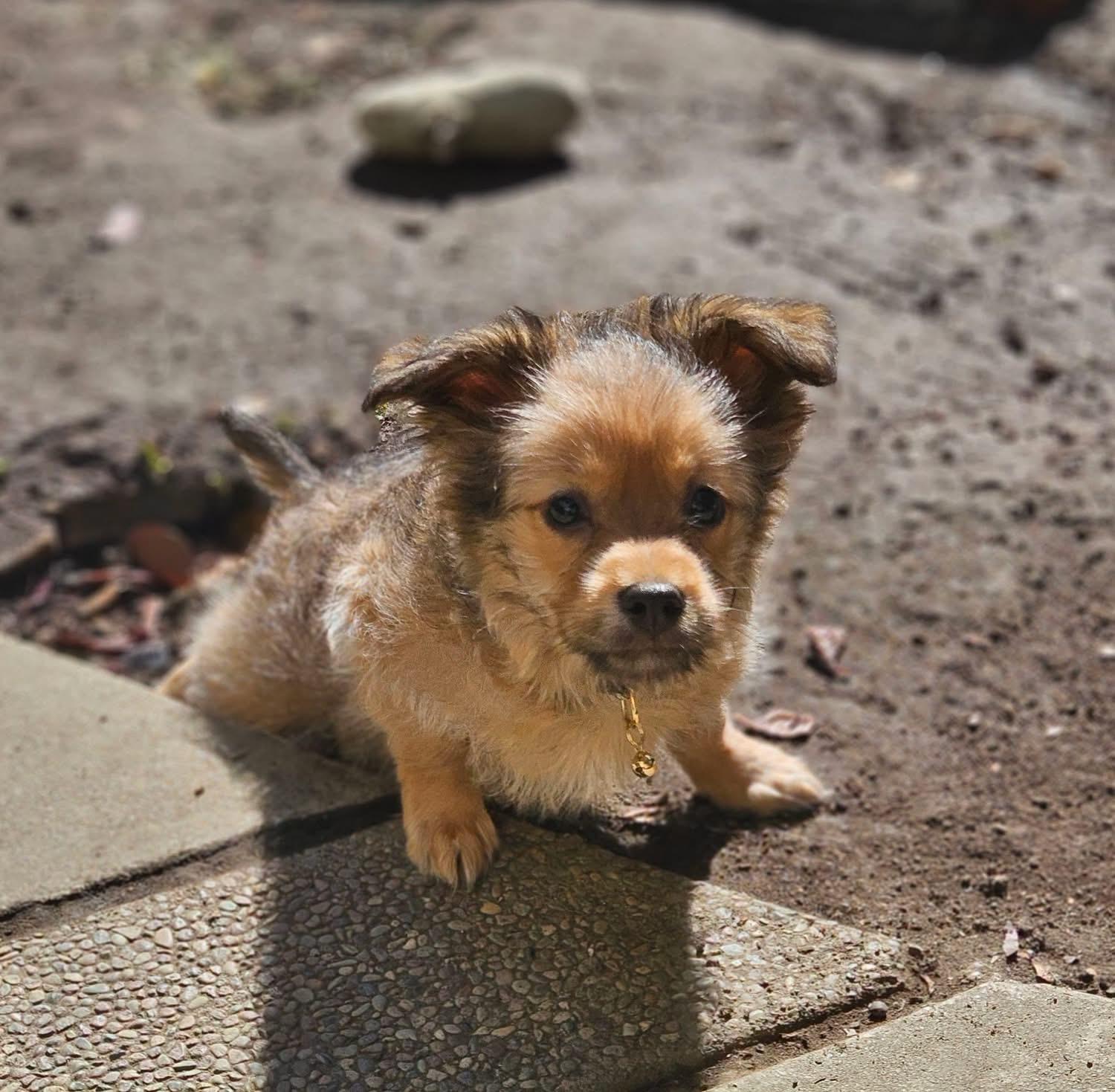 Enlarge Bristle, a Adopted mixed breed in clayton , CA image 1/5
