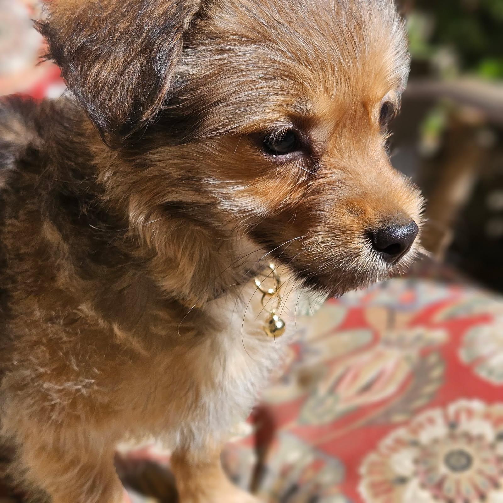 Enlarge Bristle, a Adopted mixed breed in clayton , CA image 3/5
