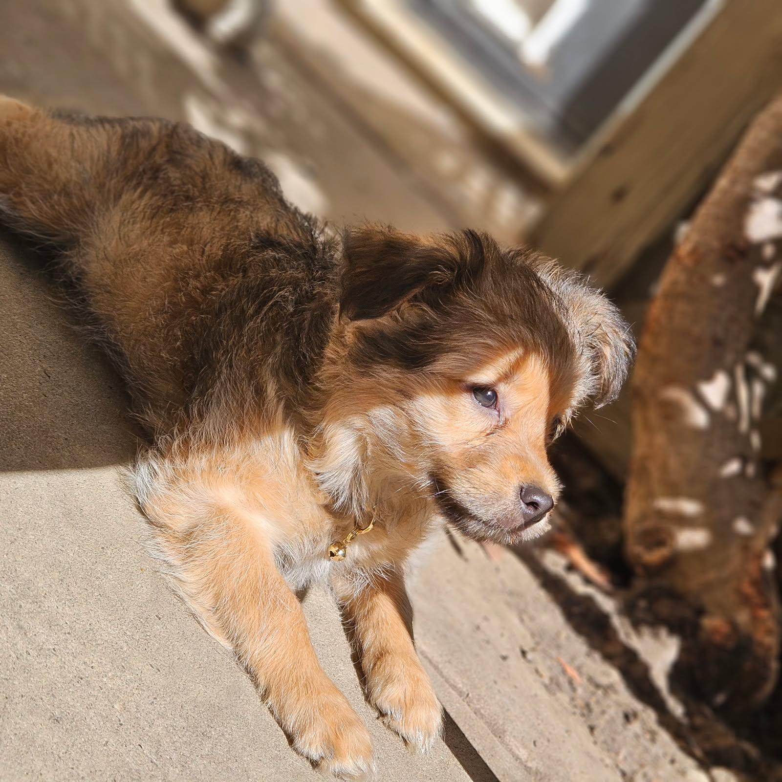 Enlarge Bristle, a Adopted mixed breed in clayton , CA image 4/5