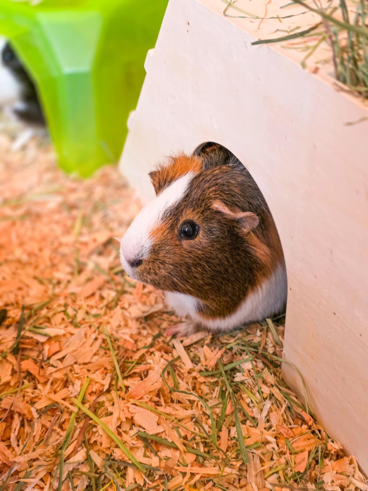 Enlarge Bubba & Tank, a Adoptable Guinea Pig in Grass Valley, CA image 1/2