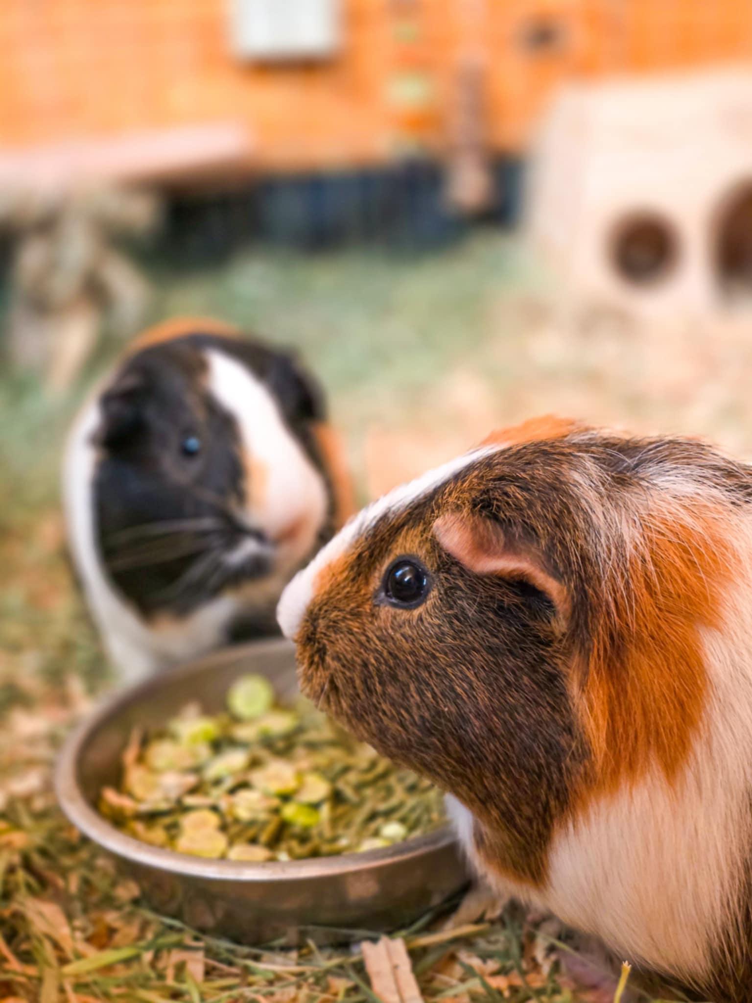 Enlarge Bubba & Tank, a Adoptable Guinea Pig in Grass Valley, CA image 2/2