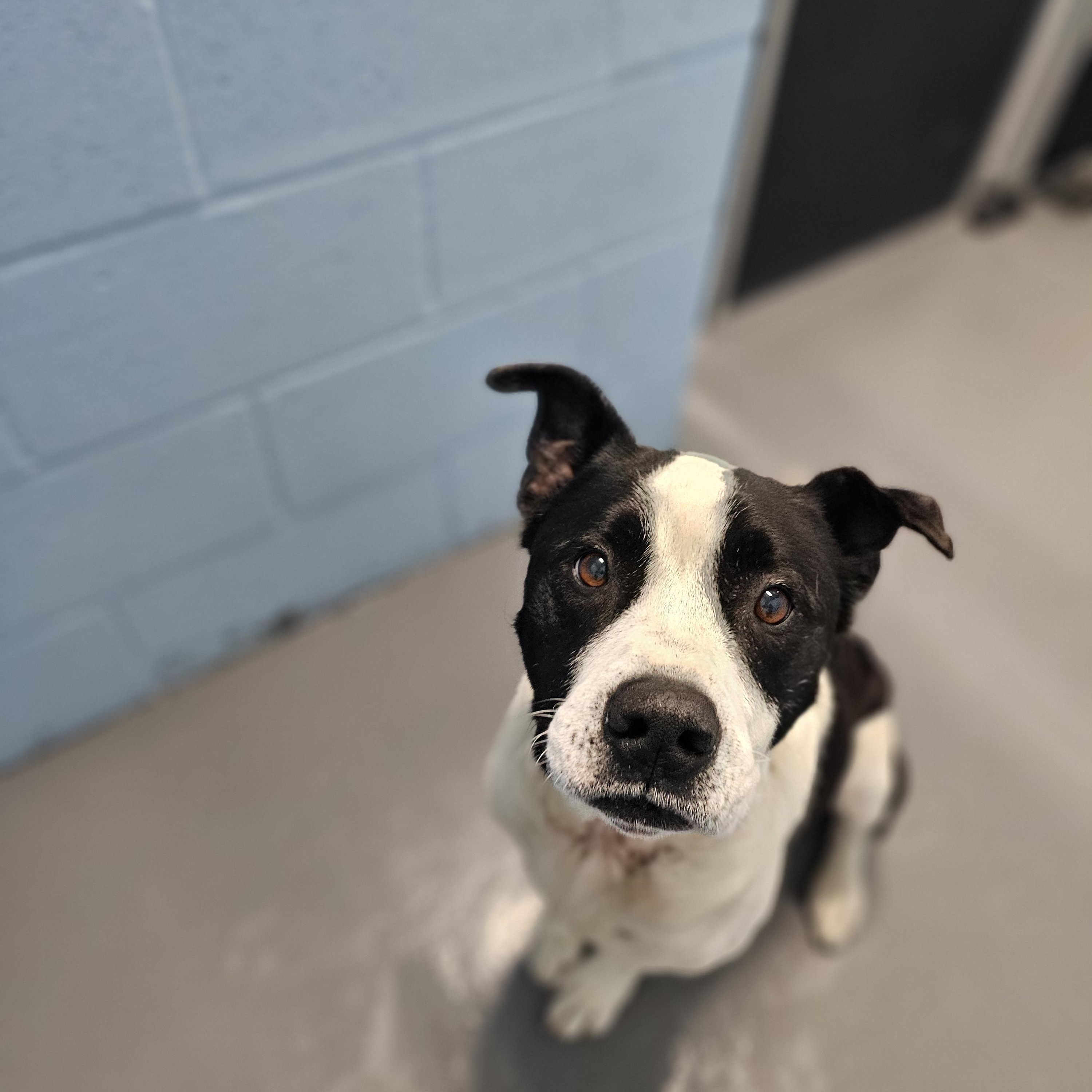 Enlarge Batman, a Adoptable mixed breed in Lemont Furnace, PA image 1/1