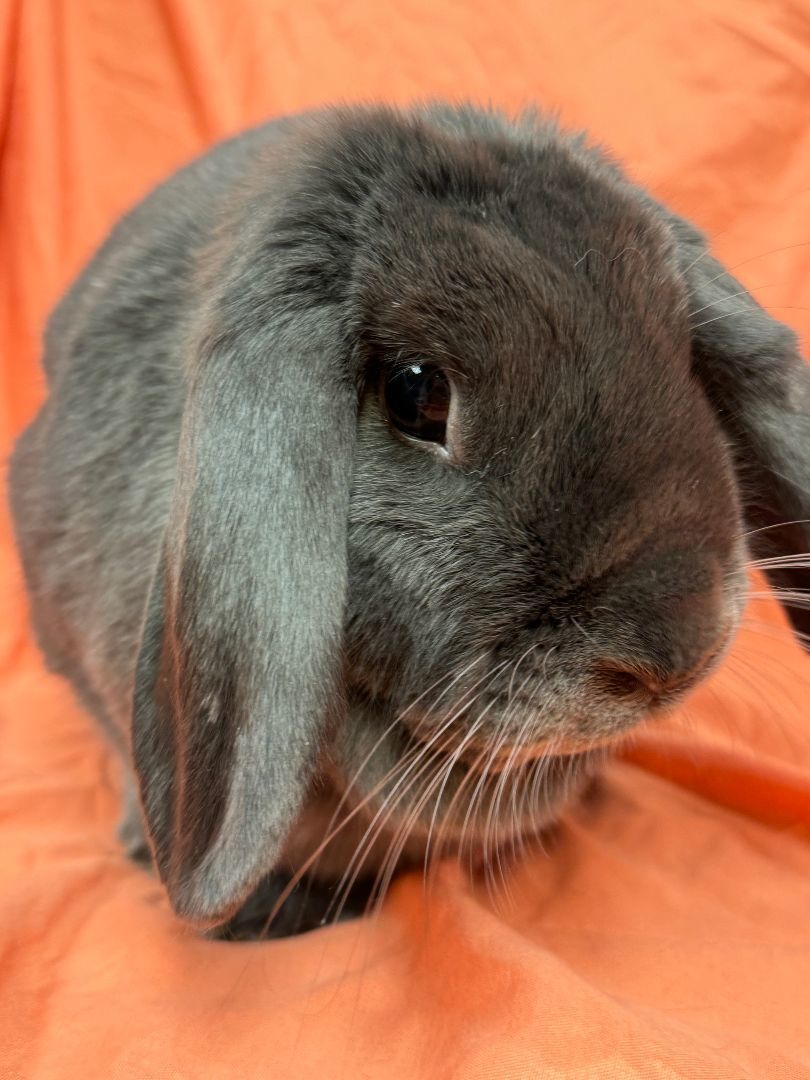 Enlarge Alexandra, a Adoptable Lop Eared in Westerville, OH image 1/6