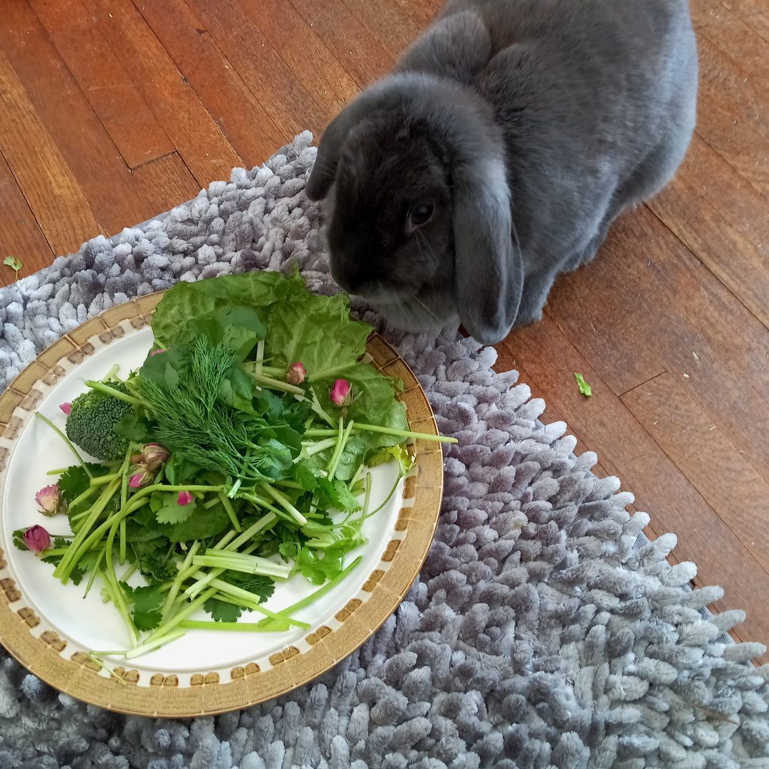Enlarge Alexandra, a Adoptable Lop Eared in Westerville, OH image 2/6