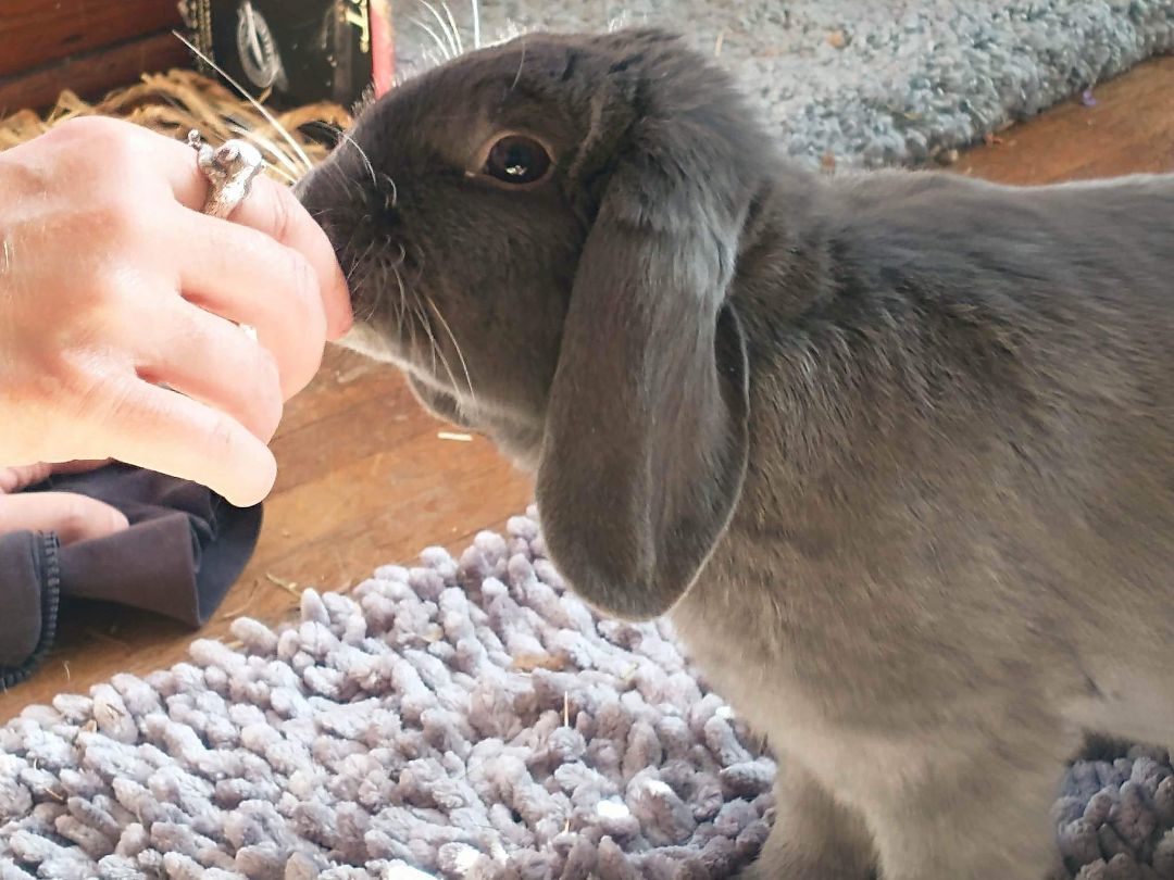 Enlarge Alexandra, a Adoptable Lop Eared in Westerville, OH image 3/6