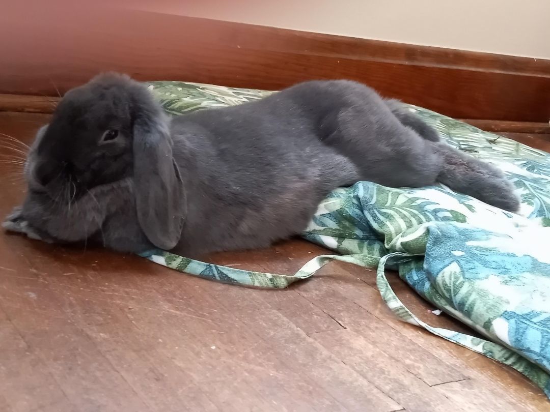 Enlarge Alexandra, a Adoptable Lop Eared in Westerville, OH image 4/6