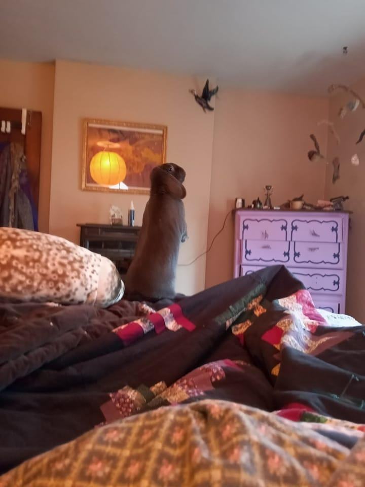 Enlarge Alexandra, a Adoptable Lop Eared in Westerville, OH image 5/6