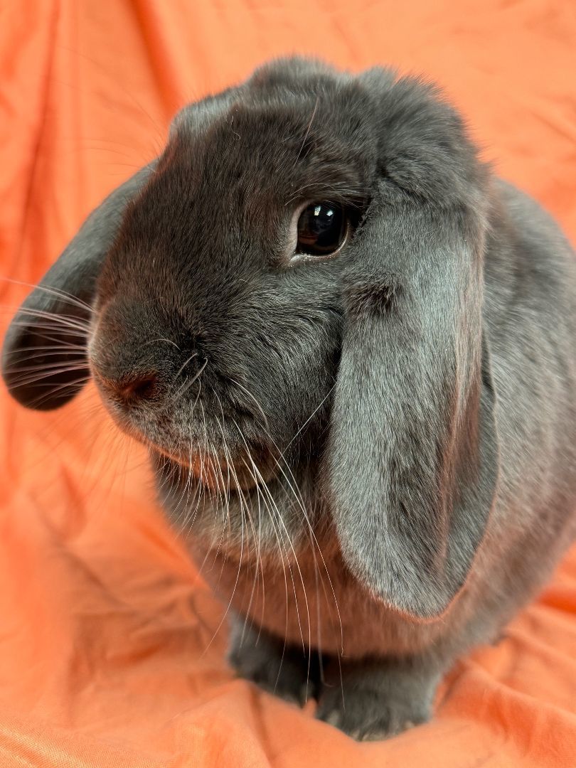 Enlarge Alexandra, a Adoptable Lop Eared in Westerville, OH image 6/6