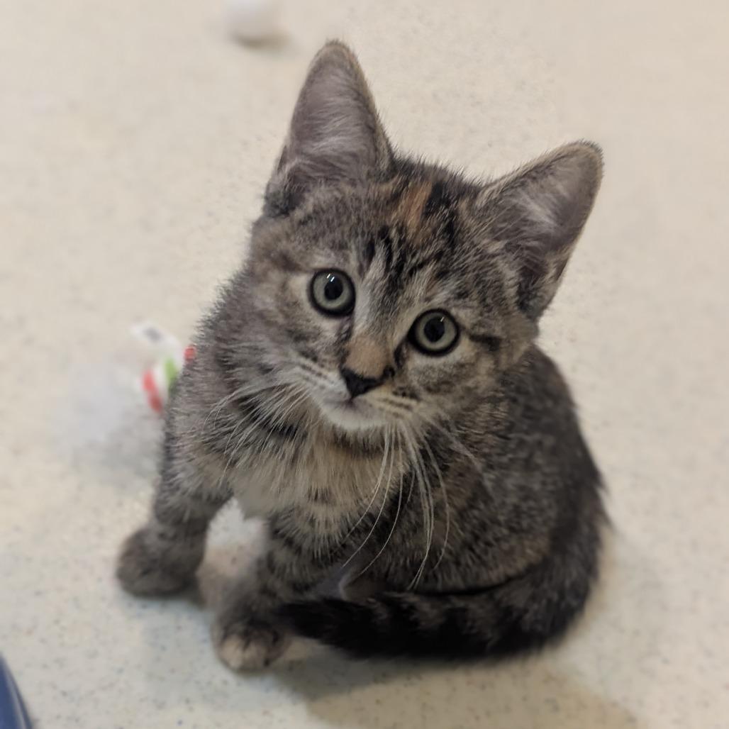 Enlarge Eleanor, a ADOPTABLE Domestic Short Hair in Fenton, MI image 1/2