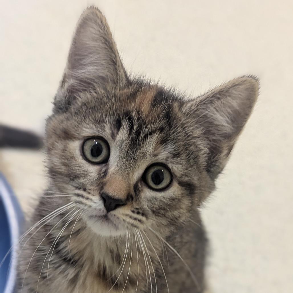 Enlarge Eleanor, a ADOPTABLE Domestic Short Hair in Fenton, MI image 2/2