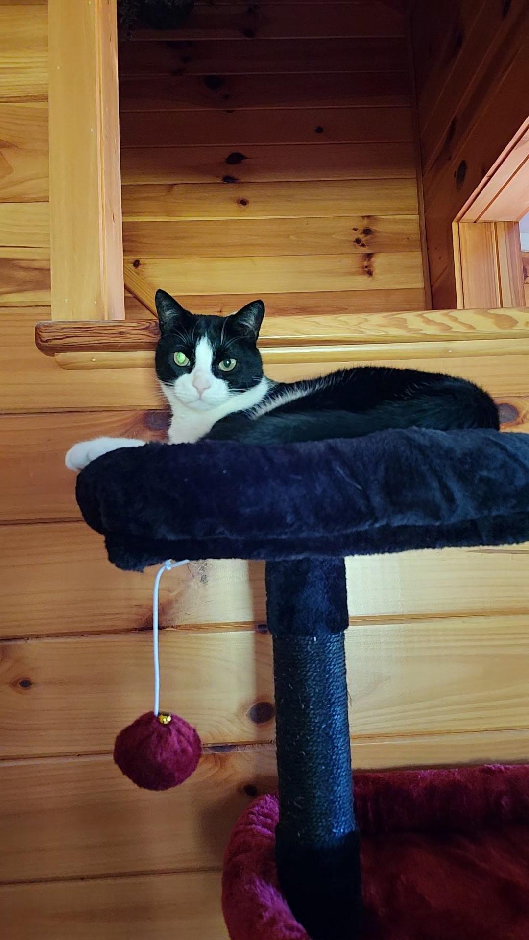 Misha, a Adoptable Domestic Short Hair in Seneca, SC image 3/4