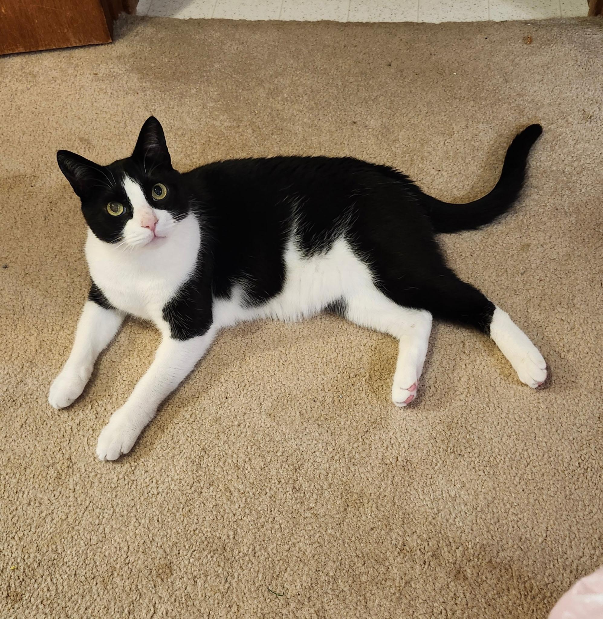 Misha, Adoptable, Adult Female Domestic Short Hair.