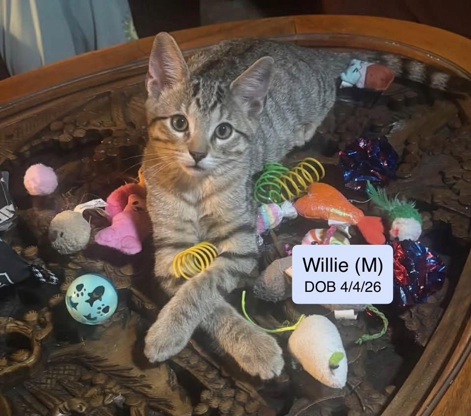 Enlarge Willie, a Adopted mixed breed in Vacaville, CA image 1/2